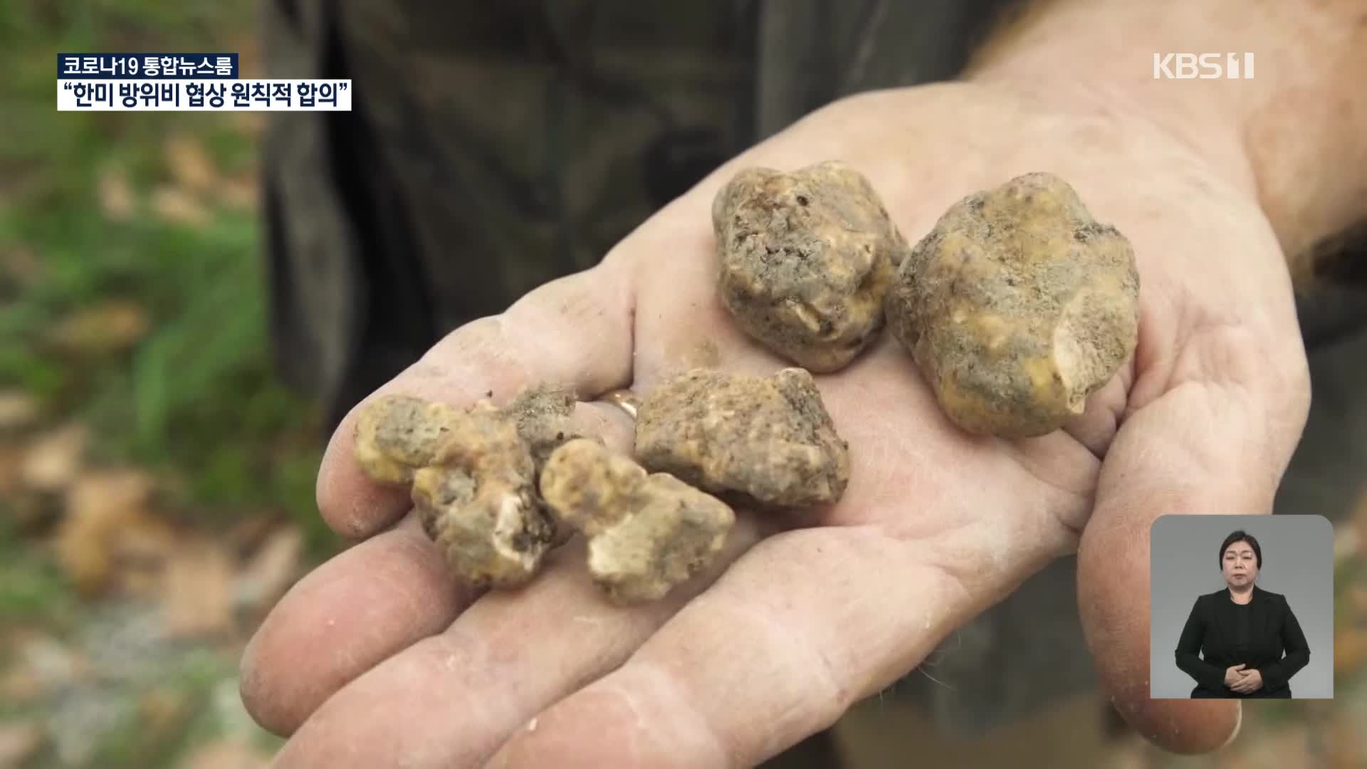 프랑스, 흰 송로버섯 인공재배 수확