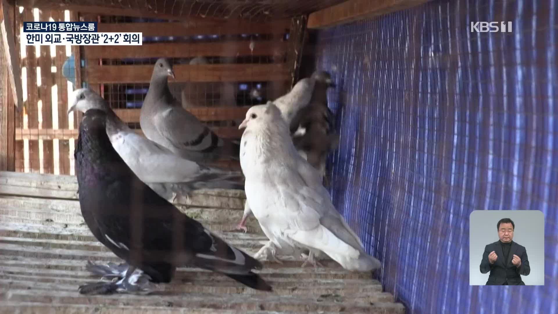 이집트, 비둘기 사육 전통 이어져 