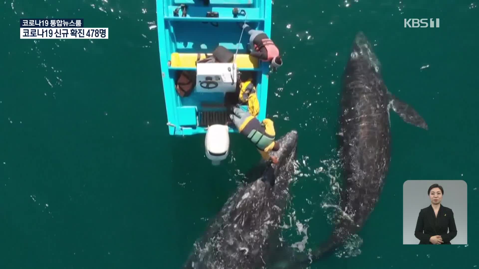 멕시코, 회색 고래 관광 재개로 활기