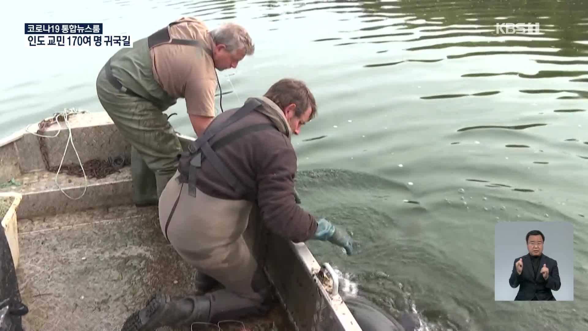 프랑스 도르도뉴강, 메기가 회귀성 어류 위협