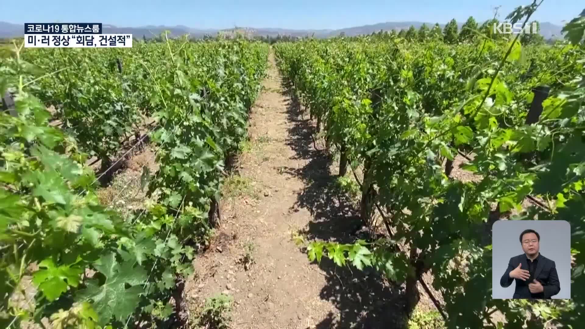 美 캘리포니아 덮친 가뭄, 와인 생산 타격