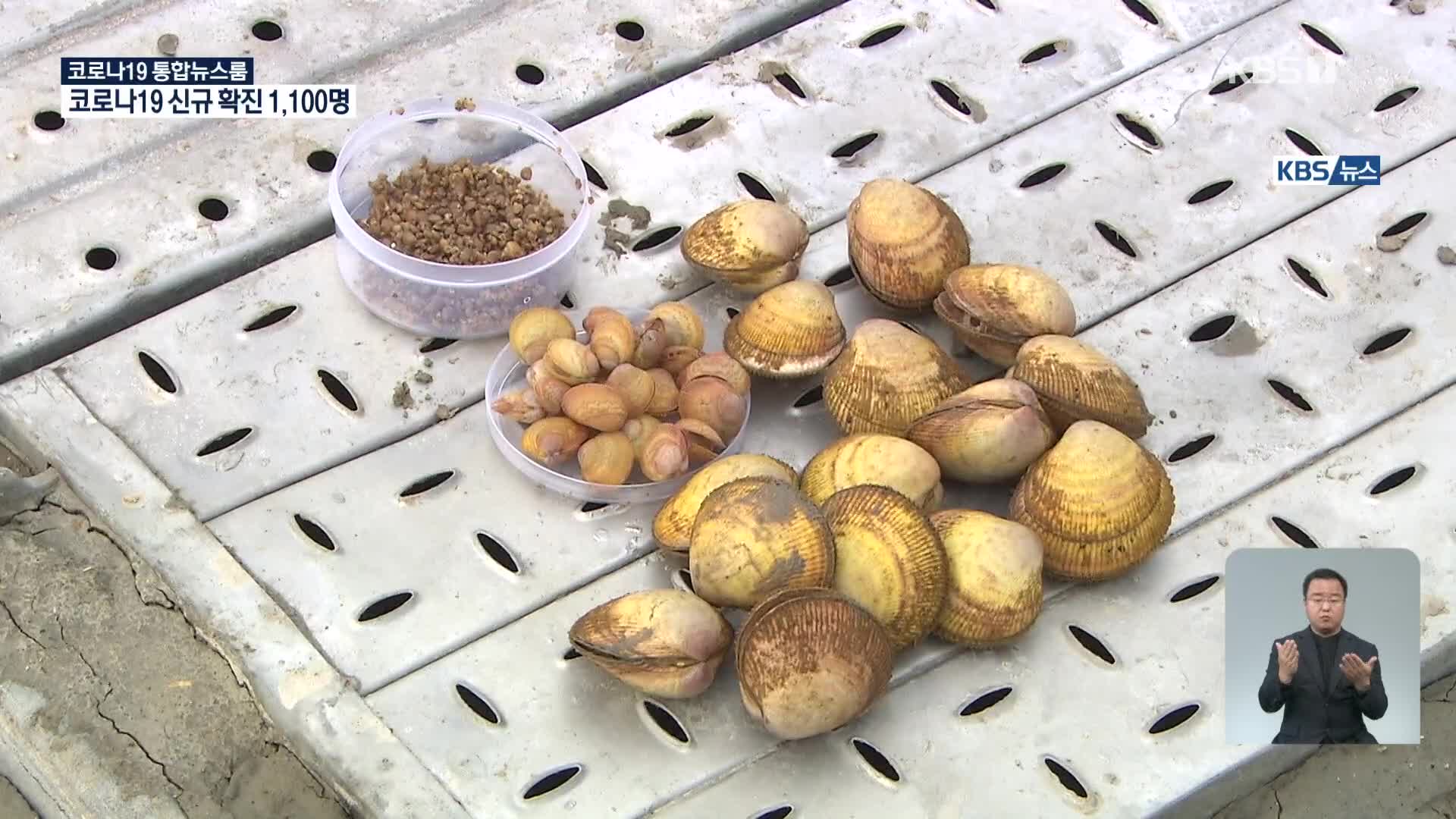사라진 충남 서해안 별미 새조개…부활 위한 육상 양식 추진
