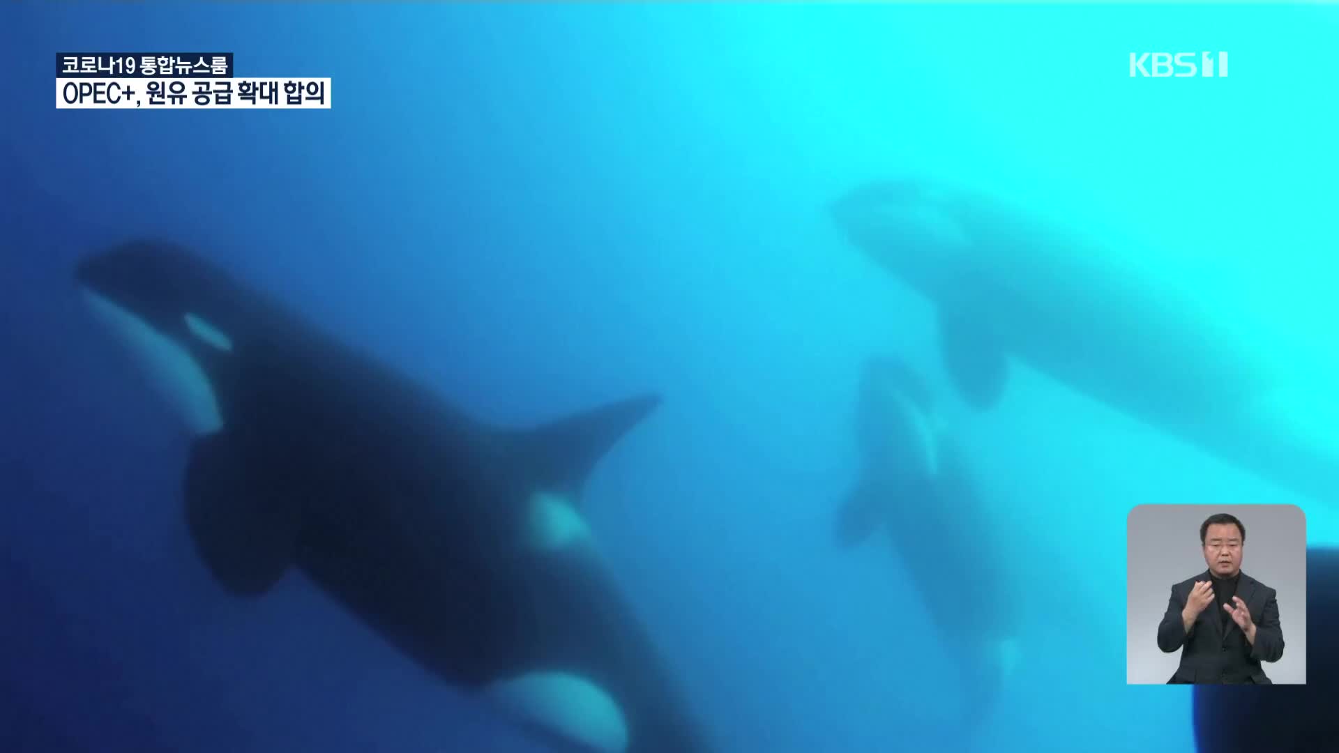 뉴질랜드, 아기 범고래 어미를 찾아라!