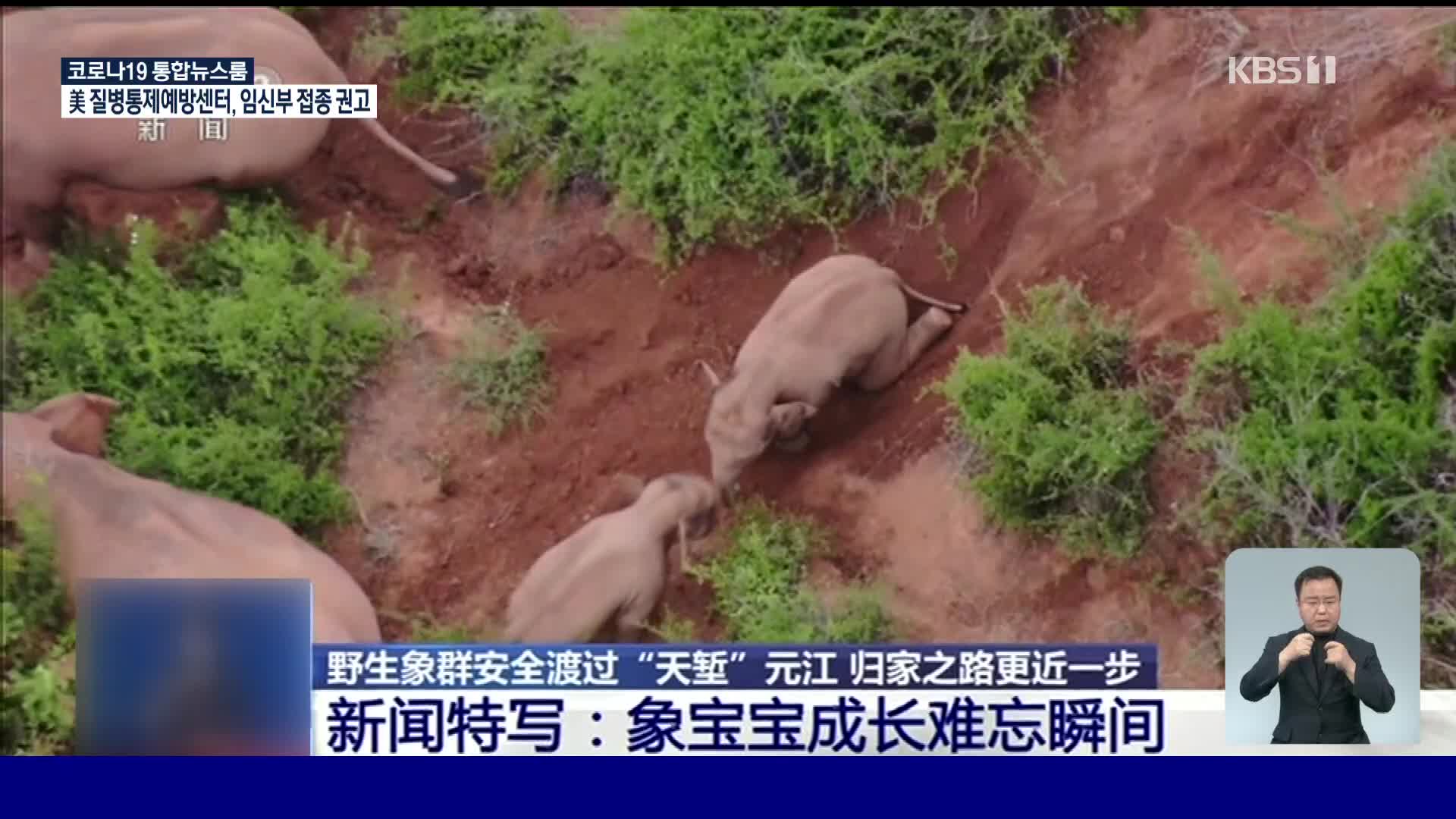 中 윈난성 야생 아시아 코끼리떼 귀향길 올라