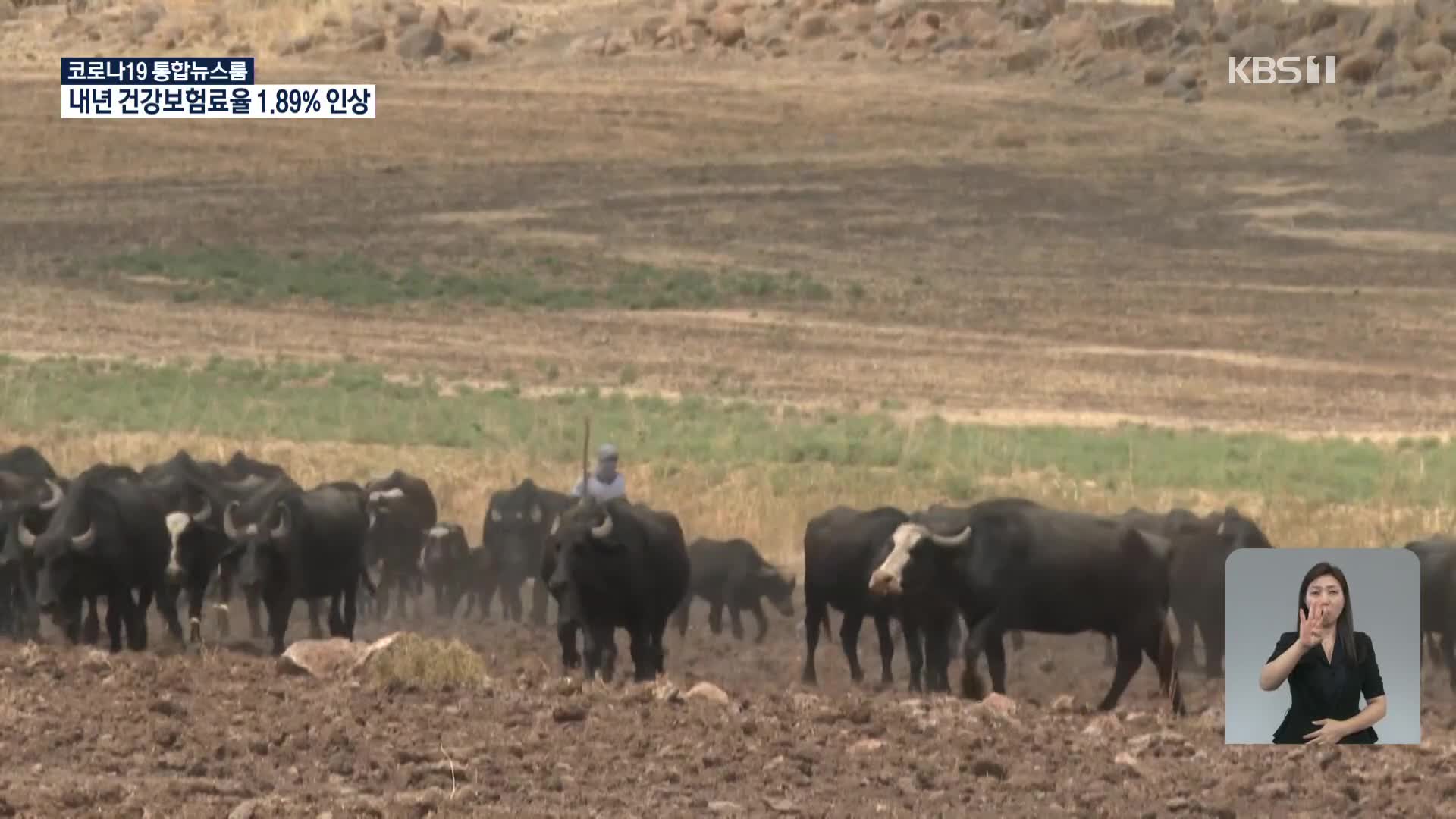 시리아, 가뭄과 폭염에 물소 사육자들 고군분투