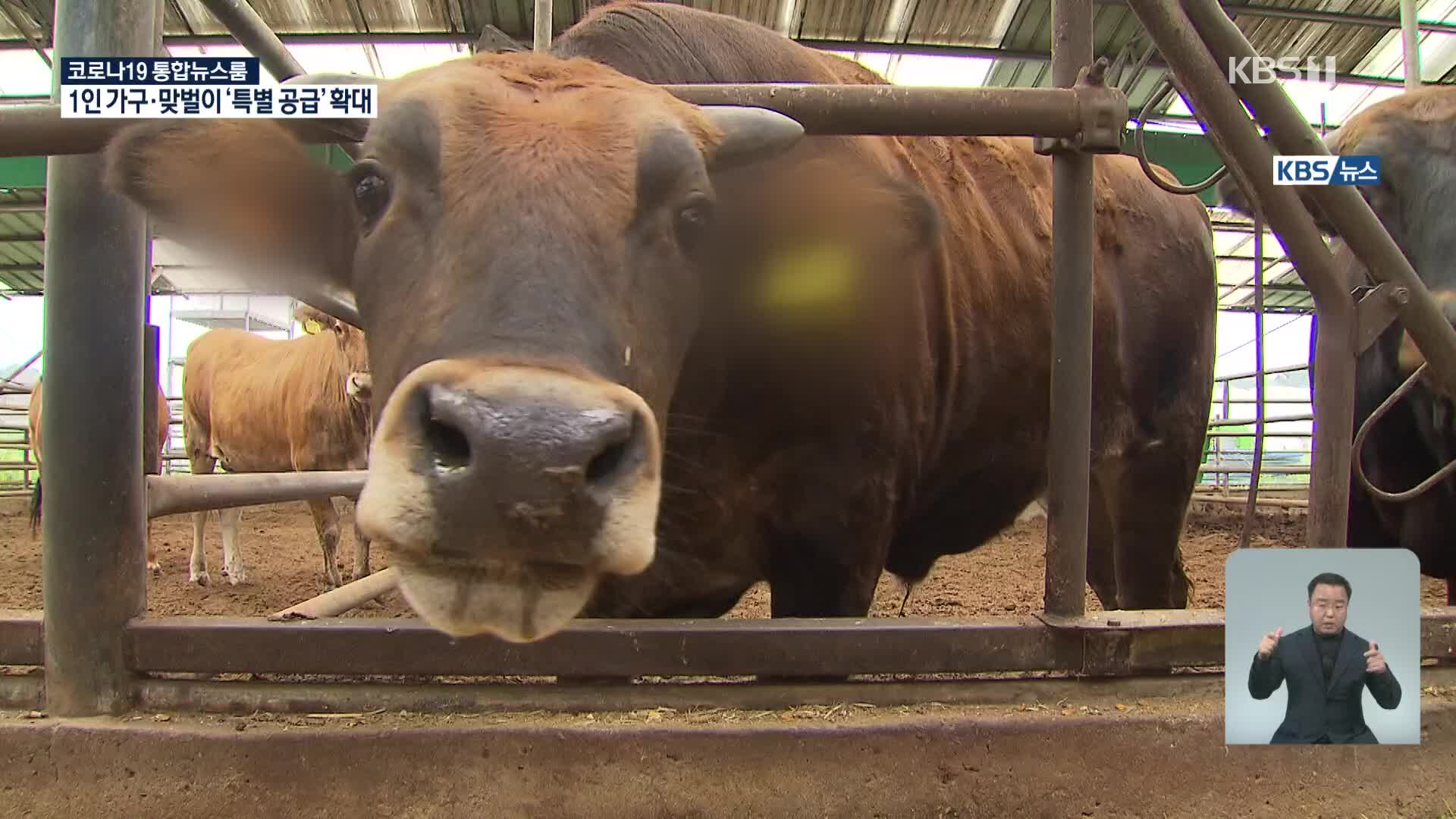 칡소 복원은 성공…확대는 한계