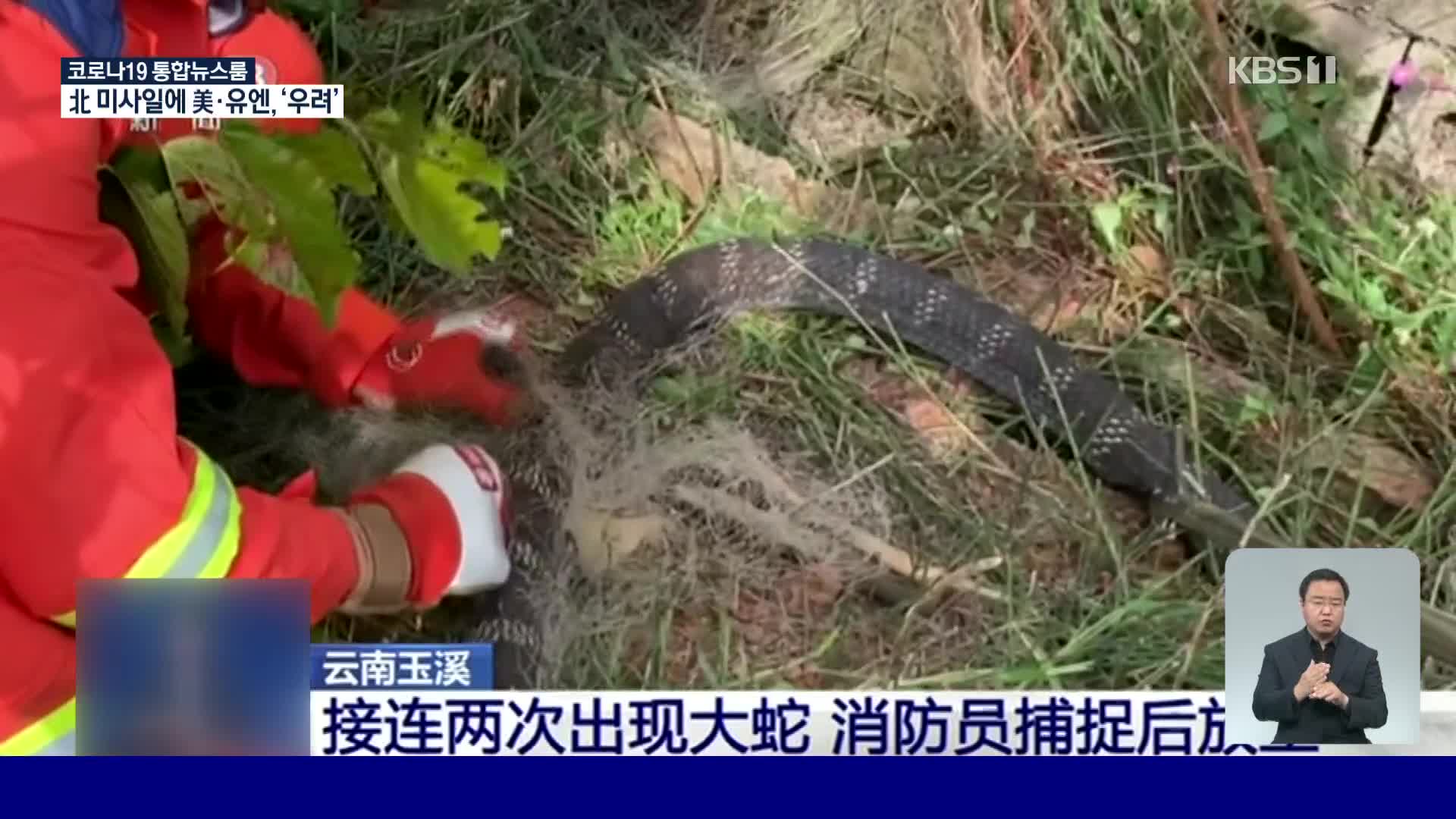 중국, 동면 준비로 주택까지 찾아드는 뱀
