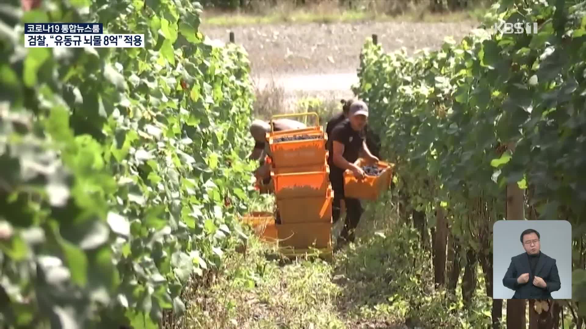독일 홍수 피해 지역, 와인 생산으로 새 희망