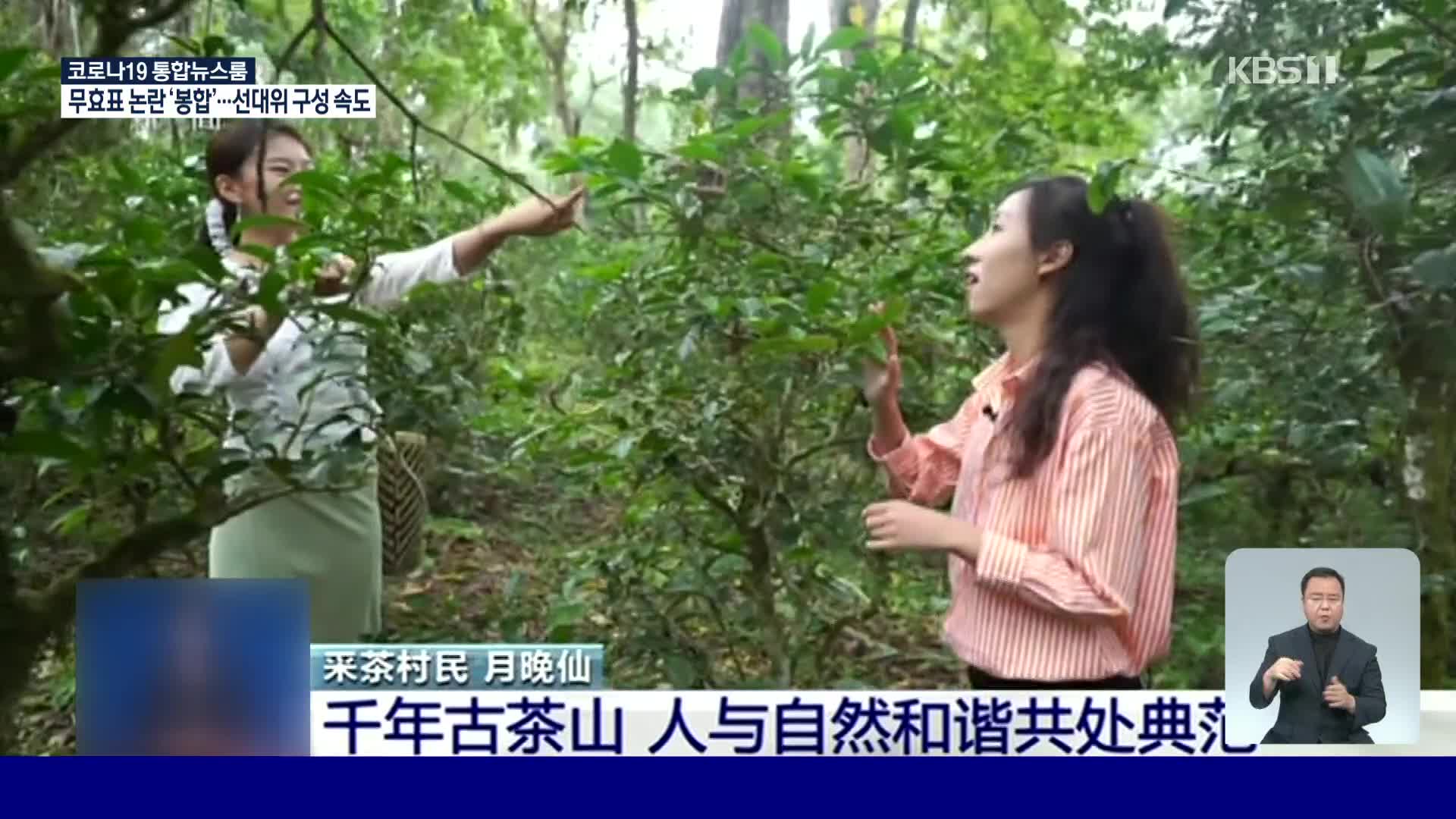 중국, 인간과 자연의 공존 교과서 ‘징마이산 차나무 숲’