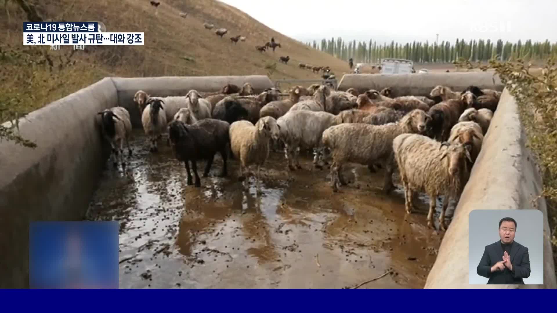 중국 연중 행사…이유 있는 ‘양들의 목욕’