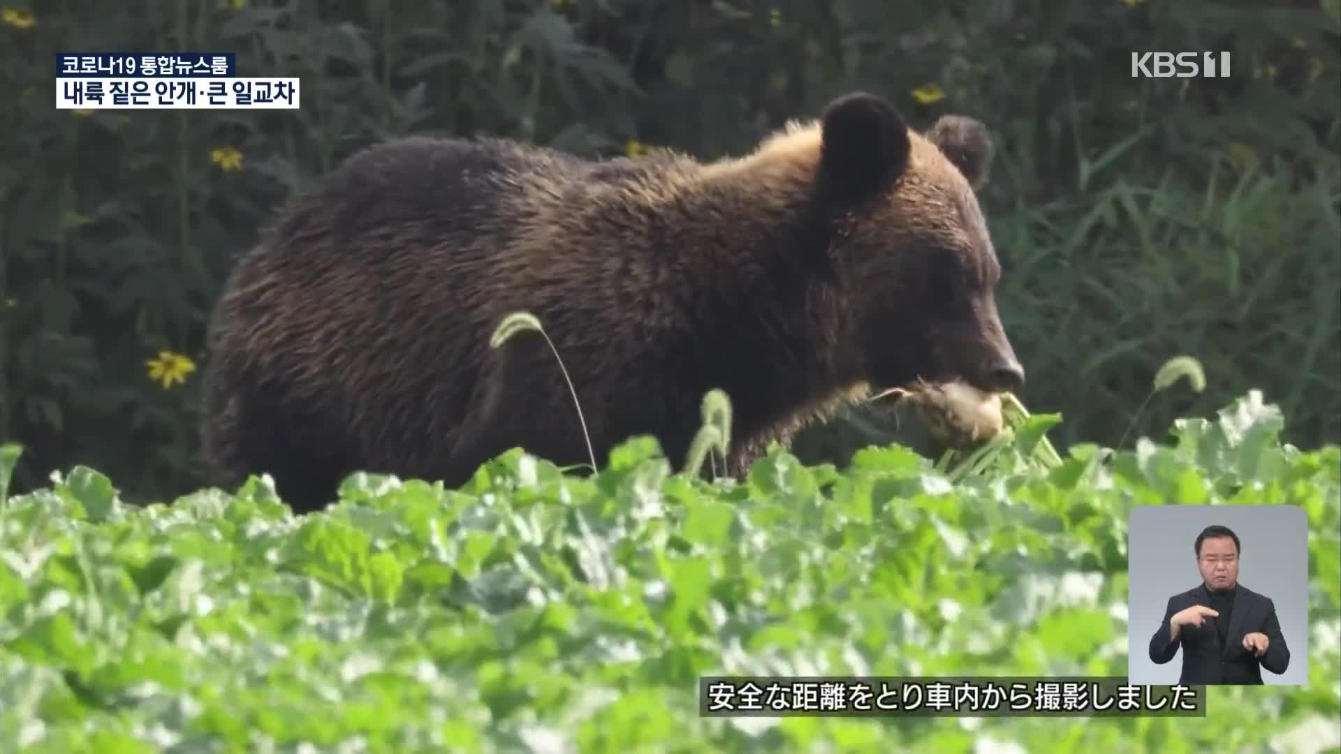 일본, 곰 농작물 피해 줄이고자 수수 재배