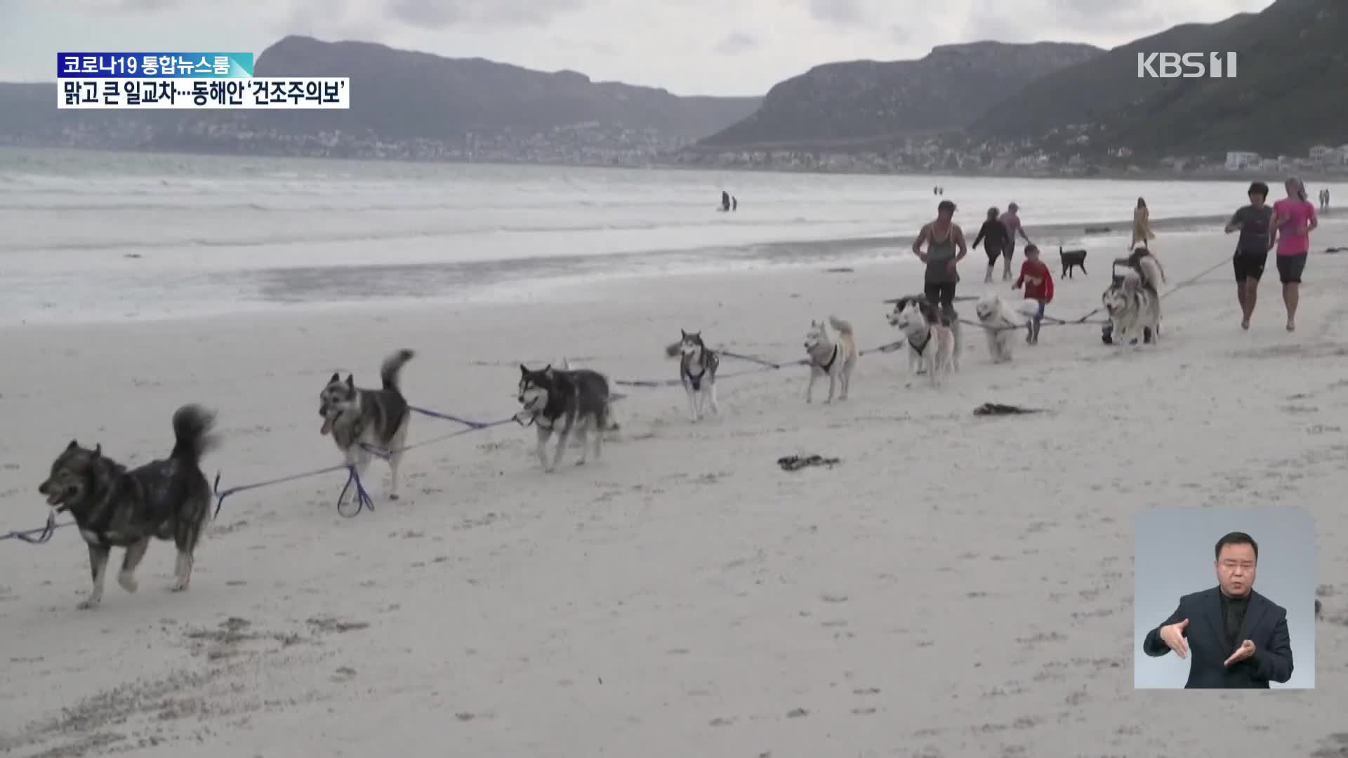 남아공 해변 백사장 달리는 썰매견들