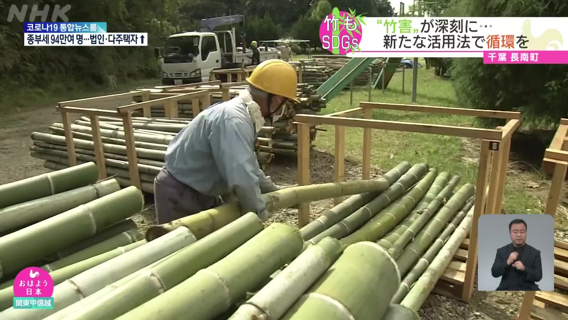 일본, 방치된 대나무 숲 정비해 새로운 활용 모색