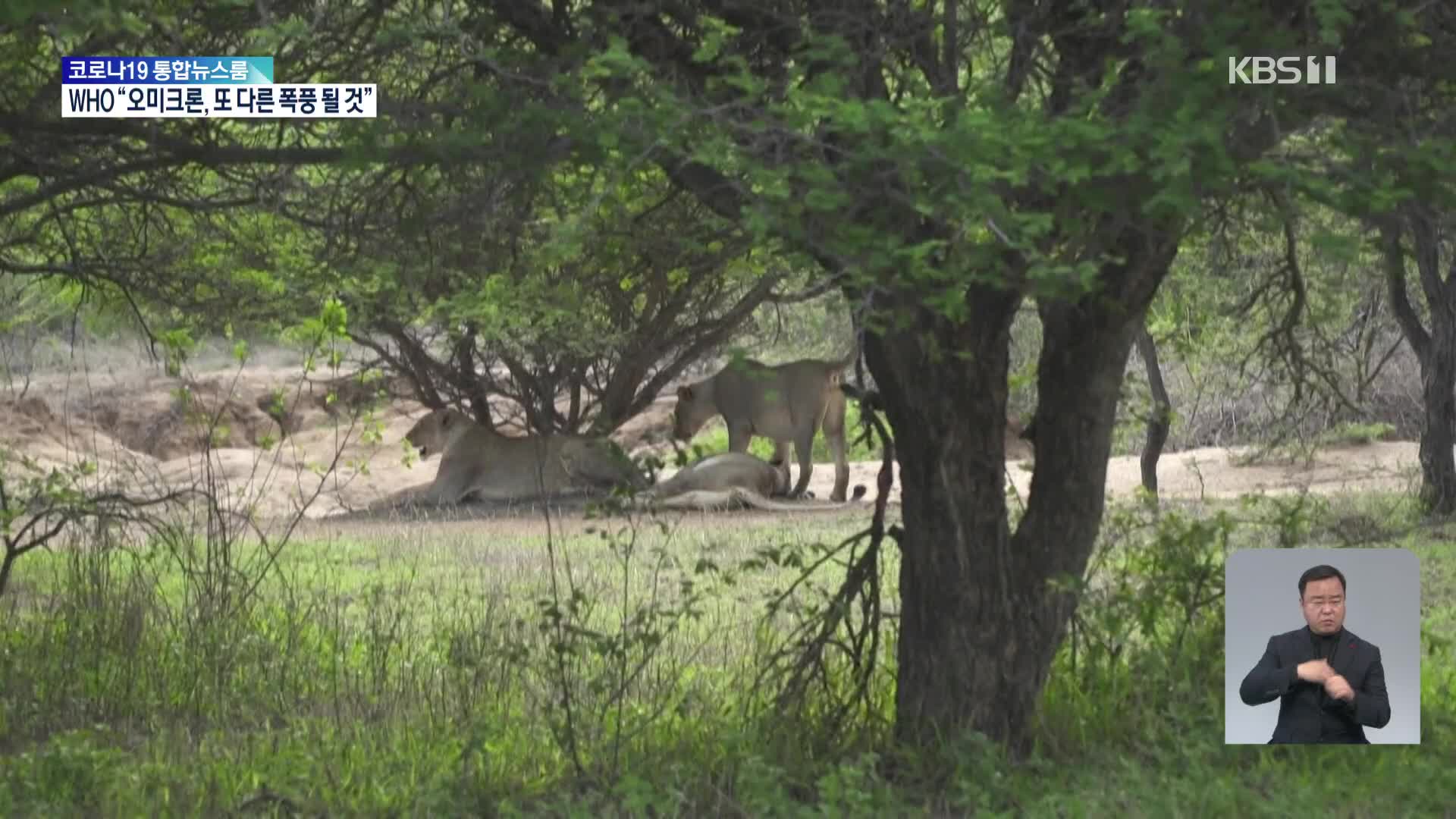 남아프리카, 사자 개체 수 조절에 주력