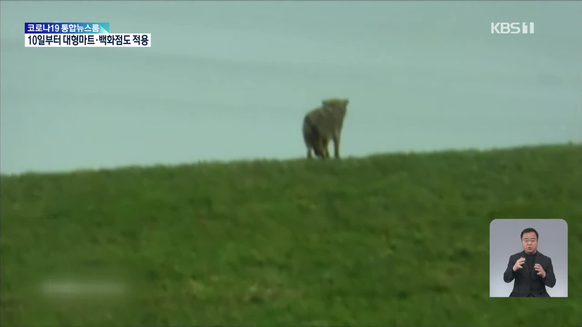 독일, 우선 보호종 늑대로 인한 피해 잇따라