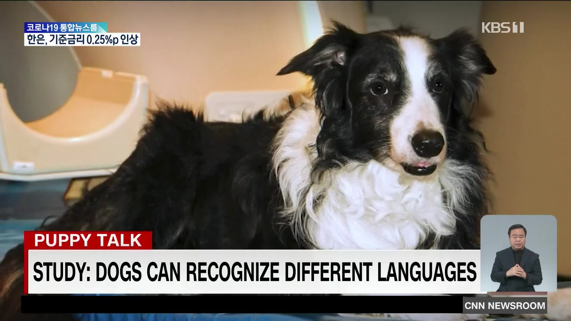 개는 인간 언어 차이를 인식할까?