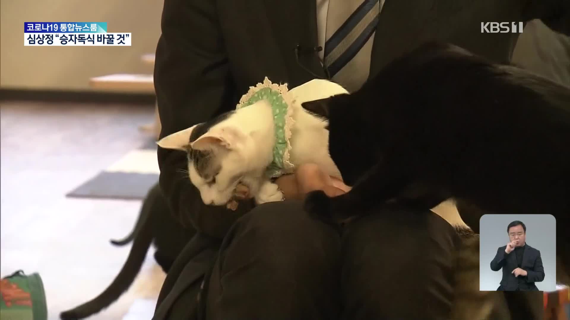 일본, 코로나19 때문에 길고양이 카페도 수난