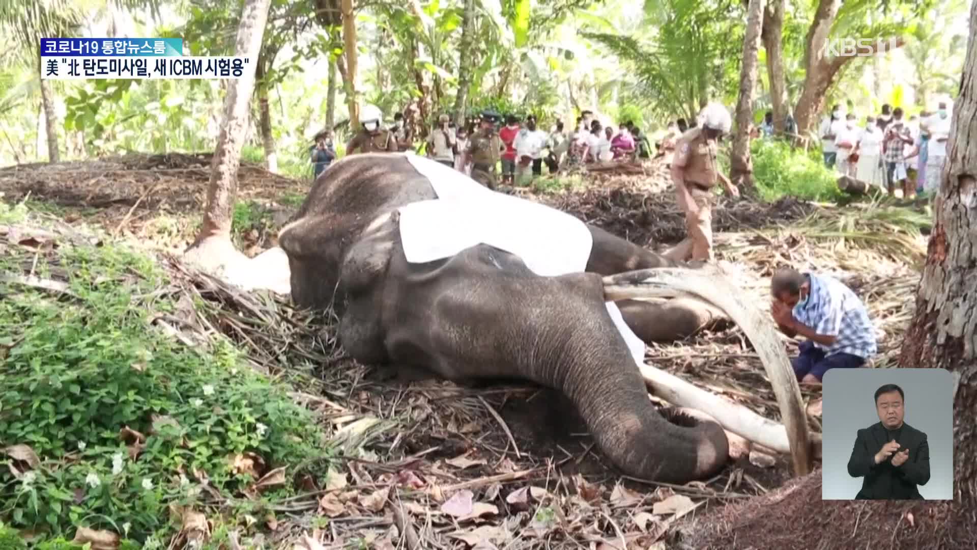 스리랑카, ‘신성한 코끼리’ 68살로 죽자 애도 물결
