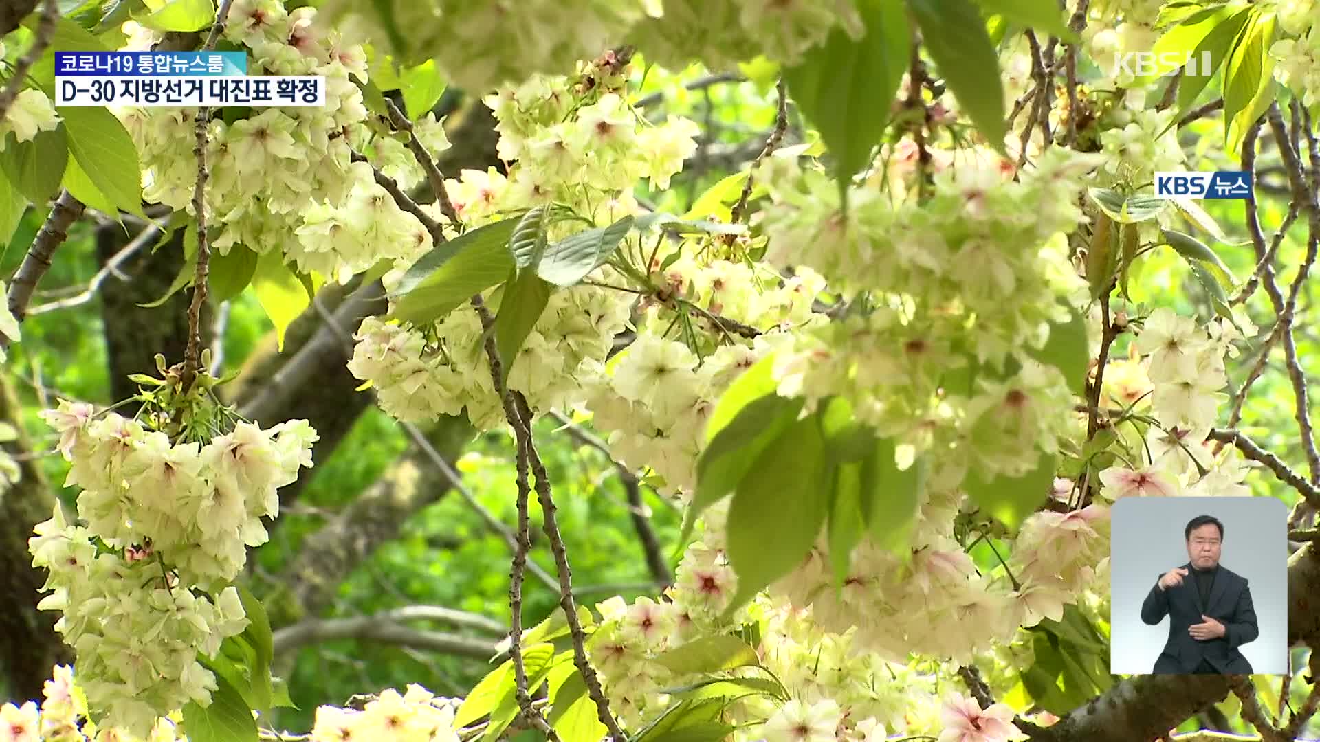 국내 유일 청벚꽃 활짝…후계목들도 첫 개화
