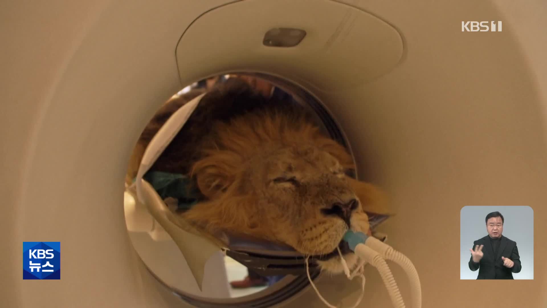 CT 검진받는 런던 동물원 사자 ‘바누’