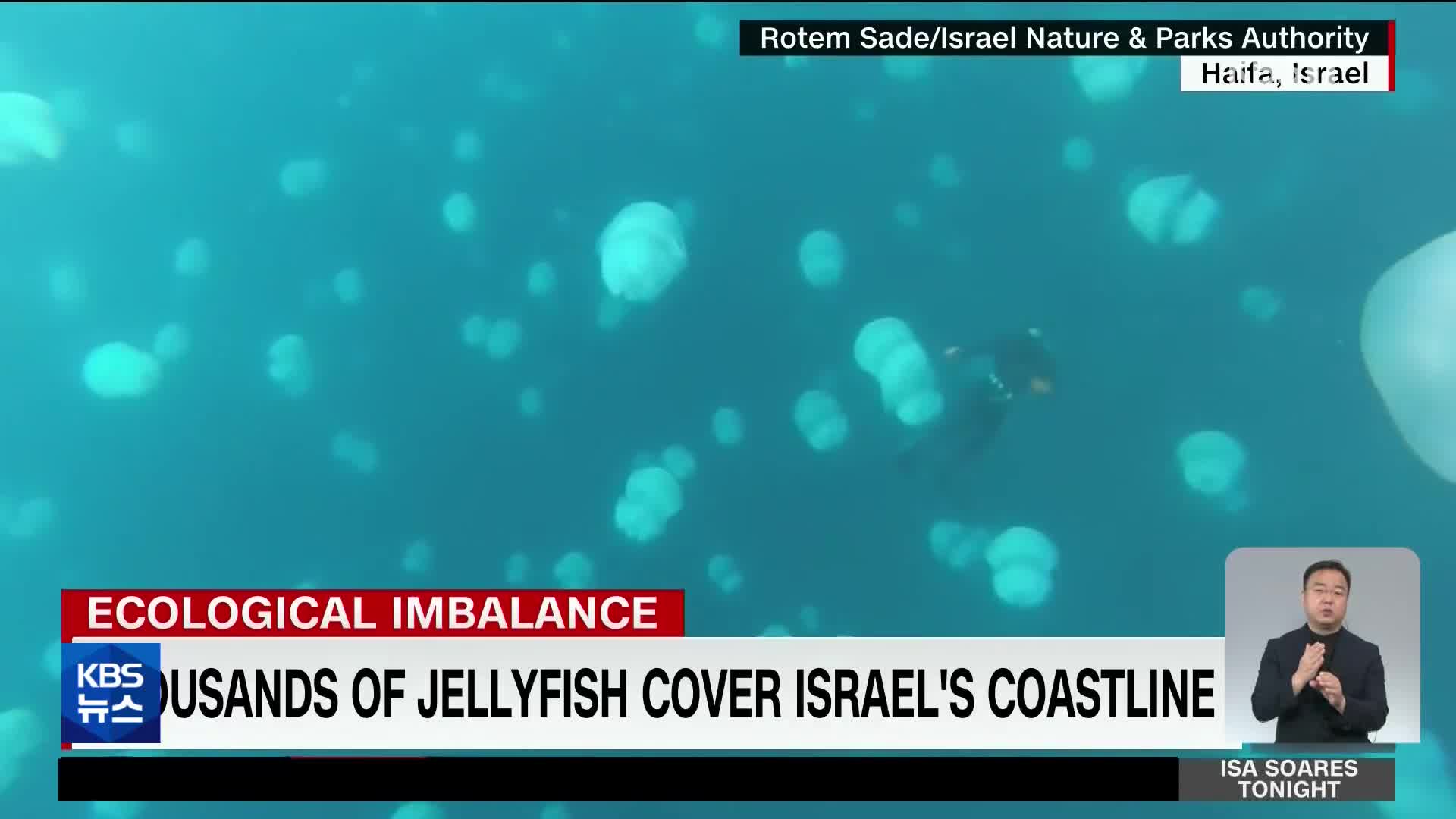 이스라엘 해변에 해파리 떼 증가