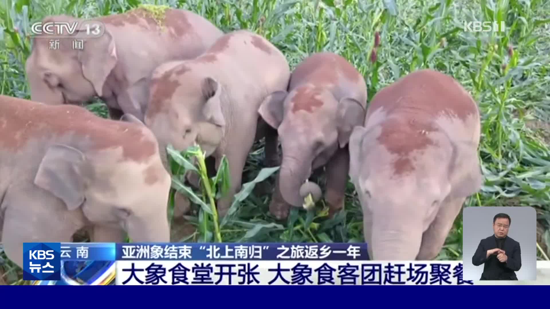 중국, 흙 뿌리고 풀 모자 쓰고…코끼리도 더워요