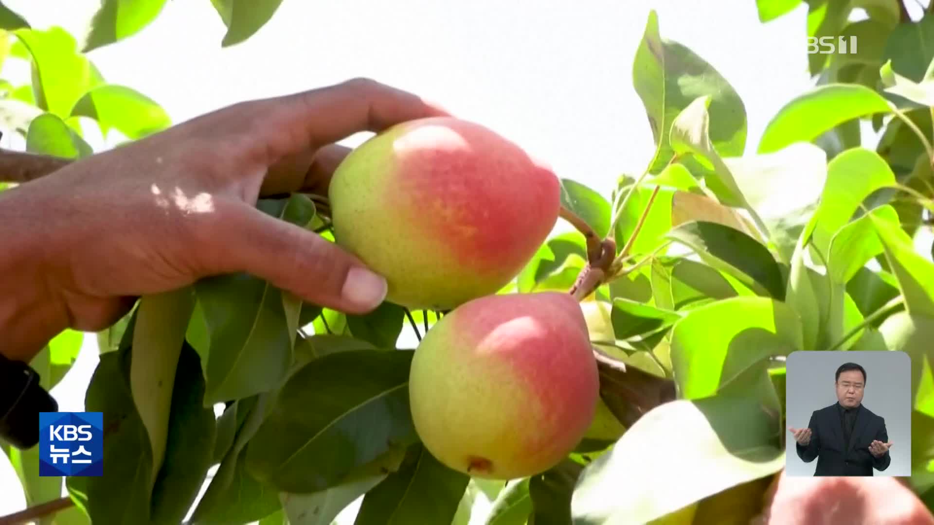 이스라엘 농가 과일 교배종 개발 활발