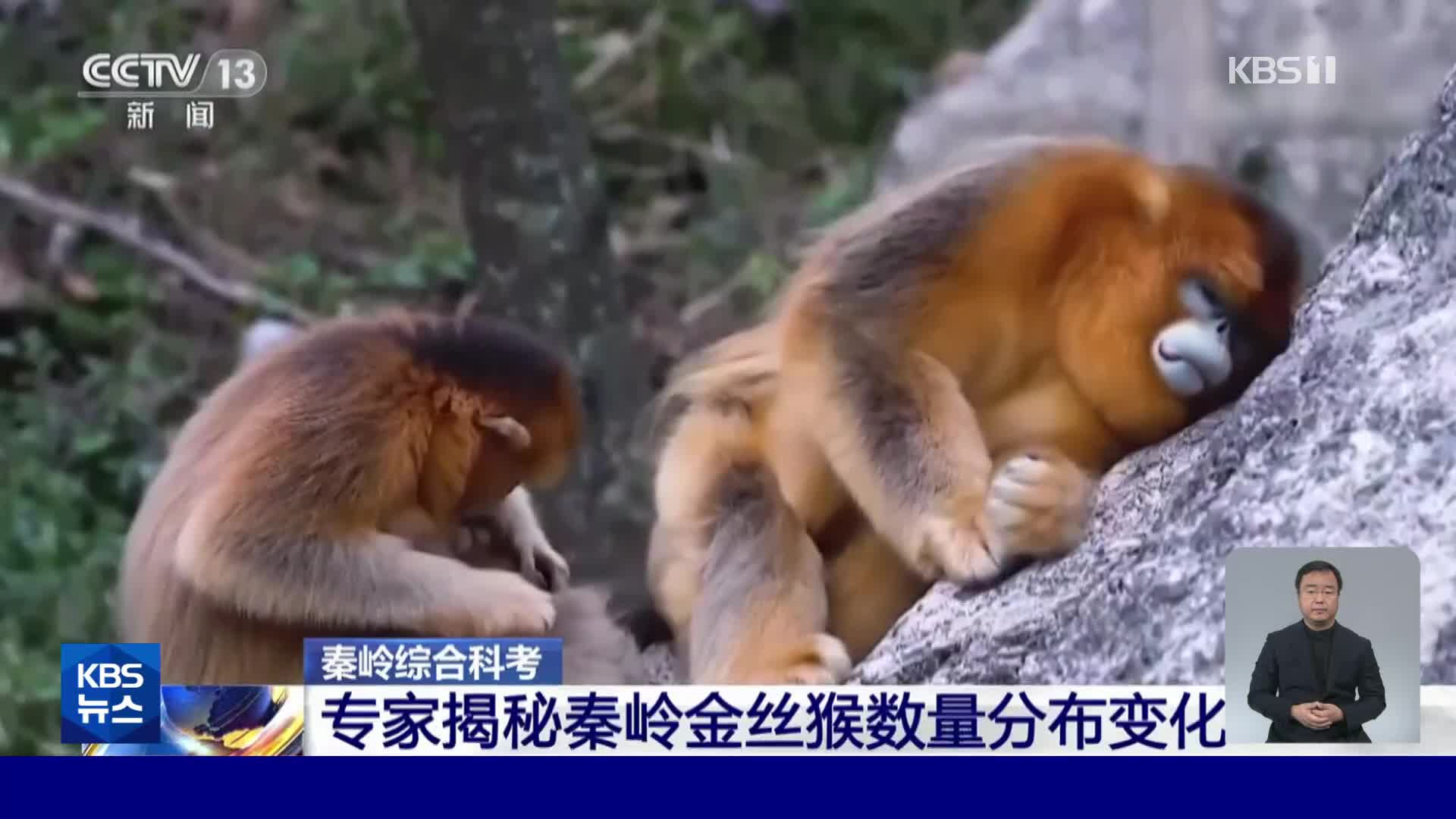 중국, ‘손오공’의 모델 황금들창코원숭이 멸종 위기 모면