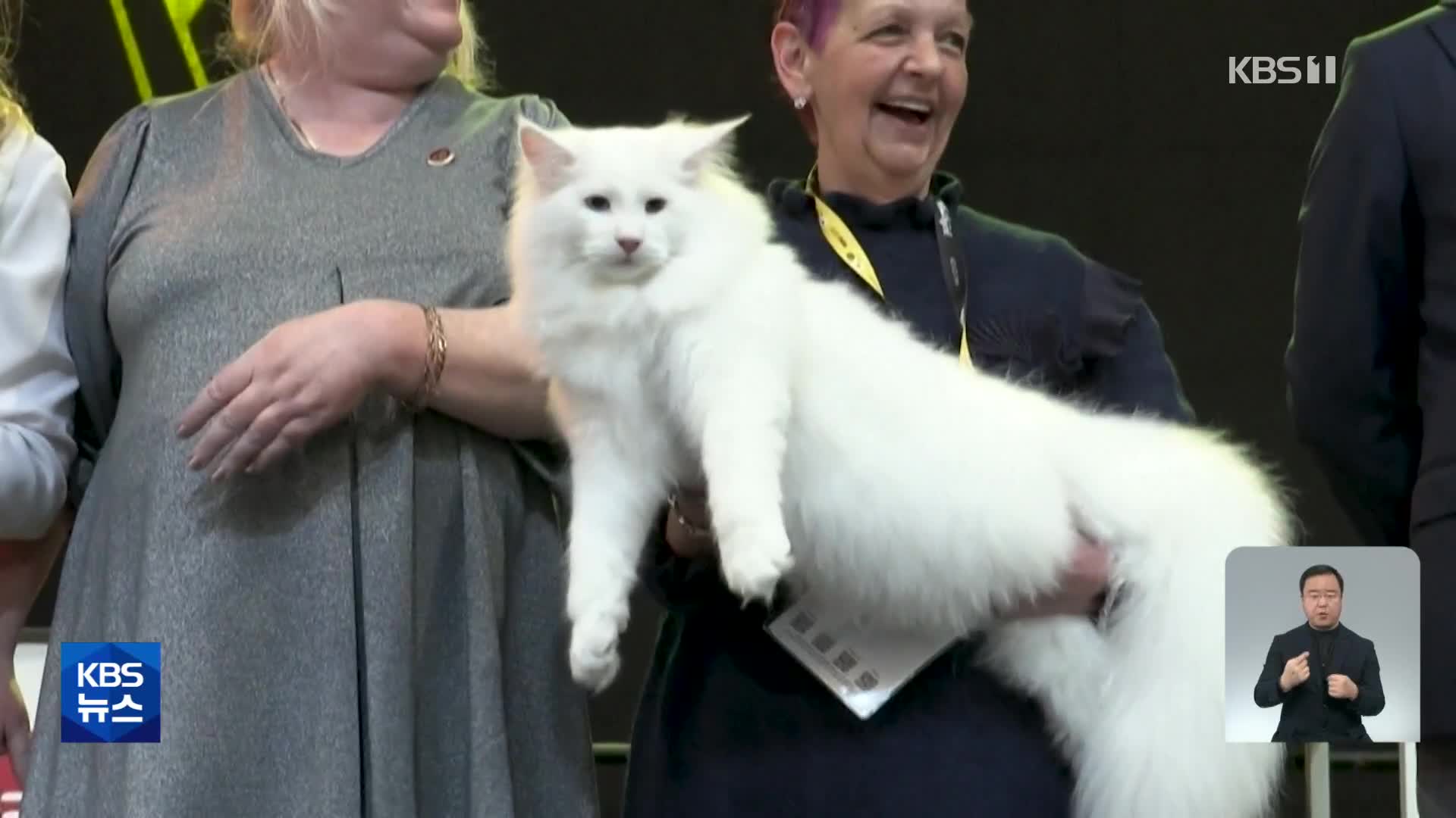 벨기에, 세계에서 가장 예쁜 고양이 선발대회 열려