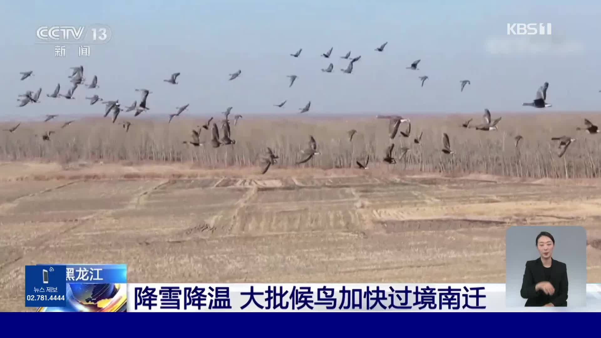 중국, 추운 날씨로 빨라진 철새이동