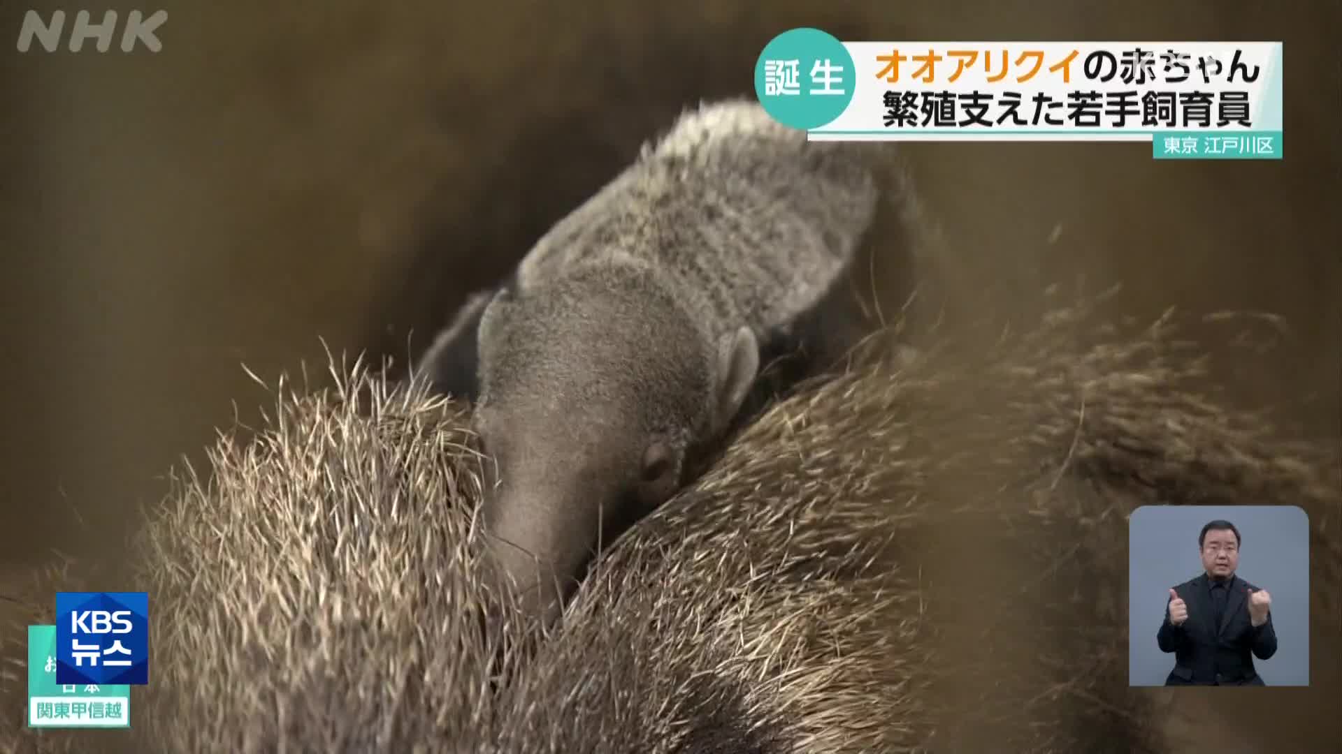 일본, 멸종위기 동물 큰개미핥기의 반가운 출산