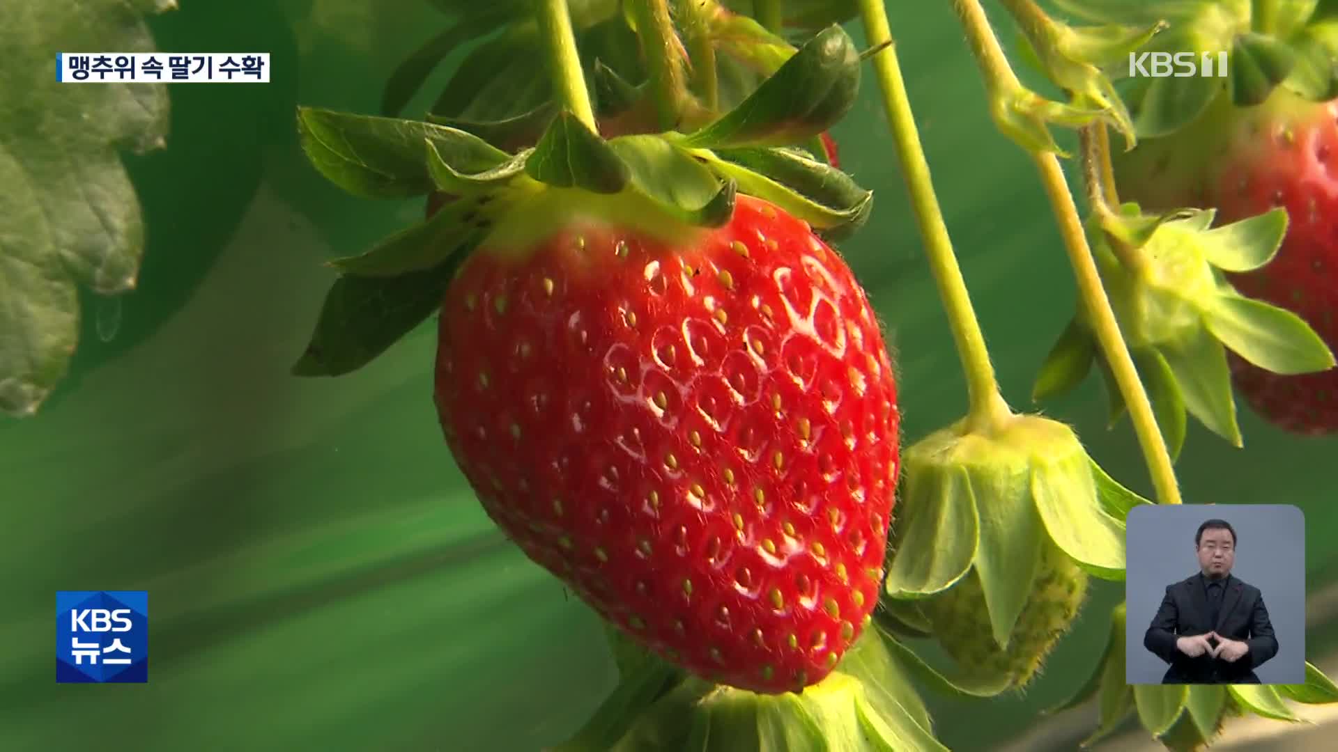 “미생물 농법으로 고품질 딸기를”…맹추위 속 수확 한창