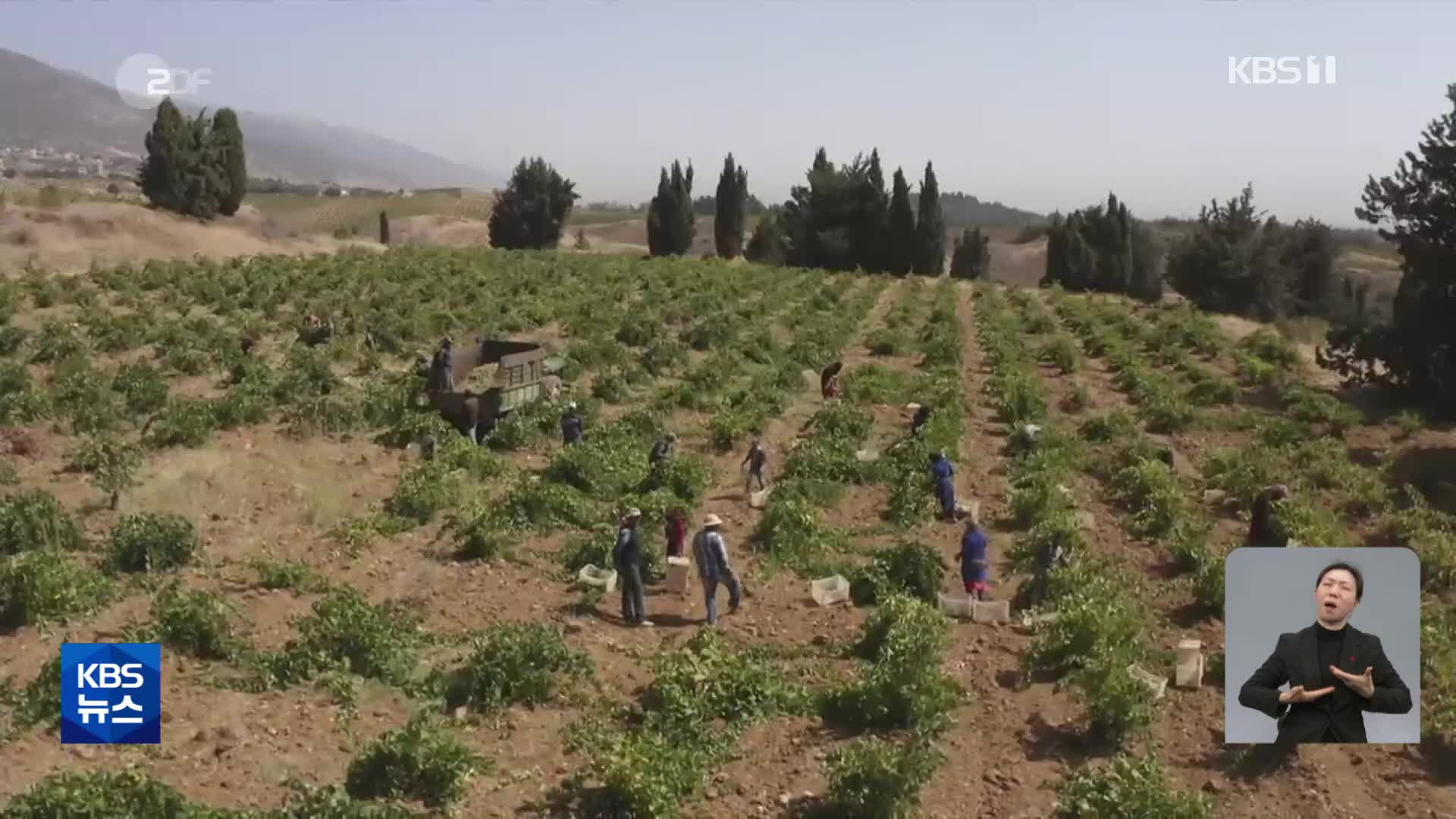 최적의 와인 생산지 레바논의 매력