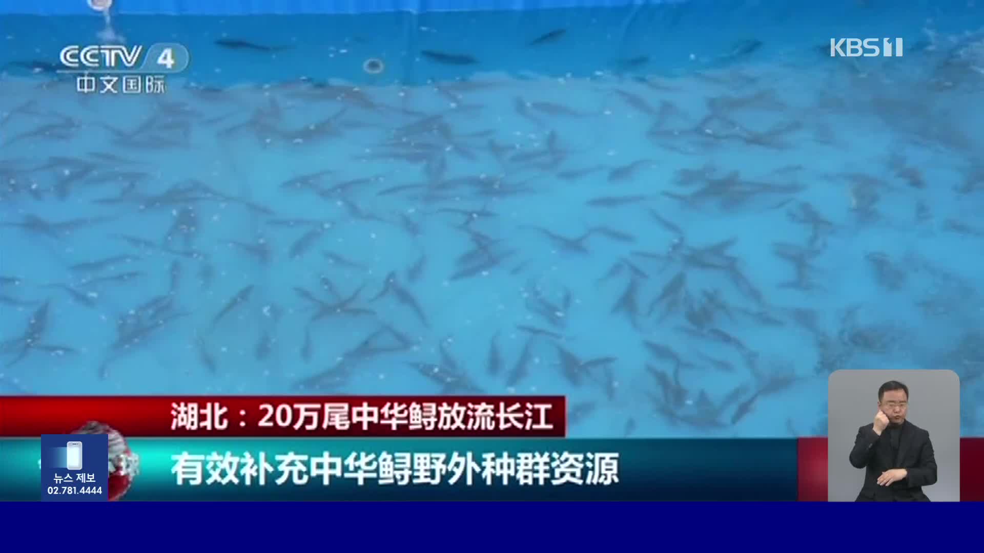 중국, 멸종위기 철갑상어 20만 마리 방류