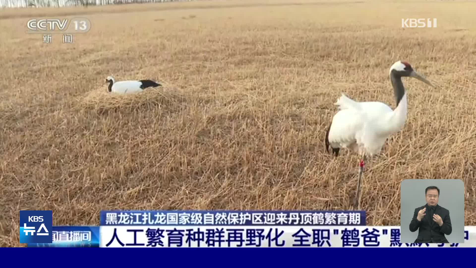 중국, 두루미 개체 수 증가 위해 번식기부터 보살핌