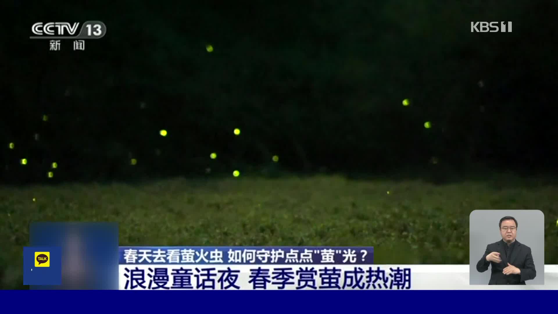중국 반딧불이 생태관광 인기, 인공 번식 연구도 활발