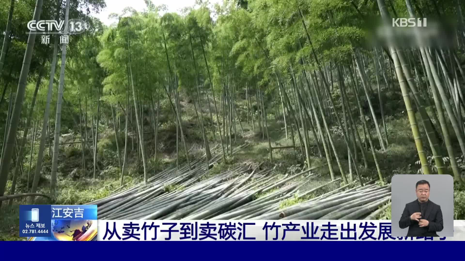 중국, 대나무숲을 탄소 흡수원으로 활용