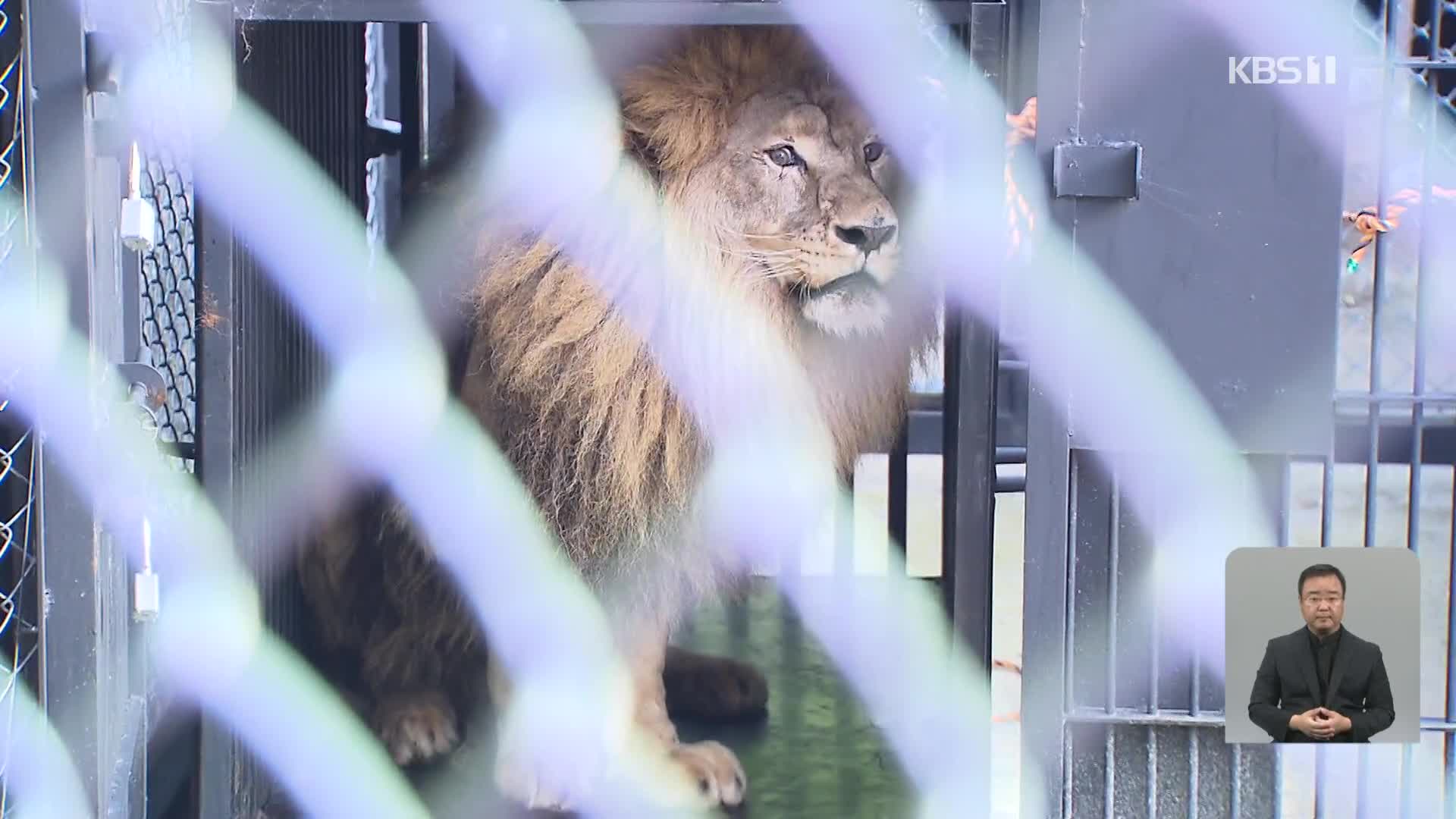 학대 논란 갈비사자 ‘바람’…7년 만에 따뜻한 보금자리로