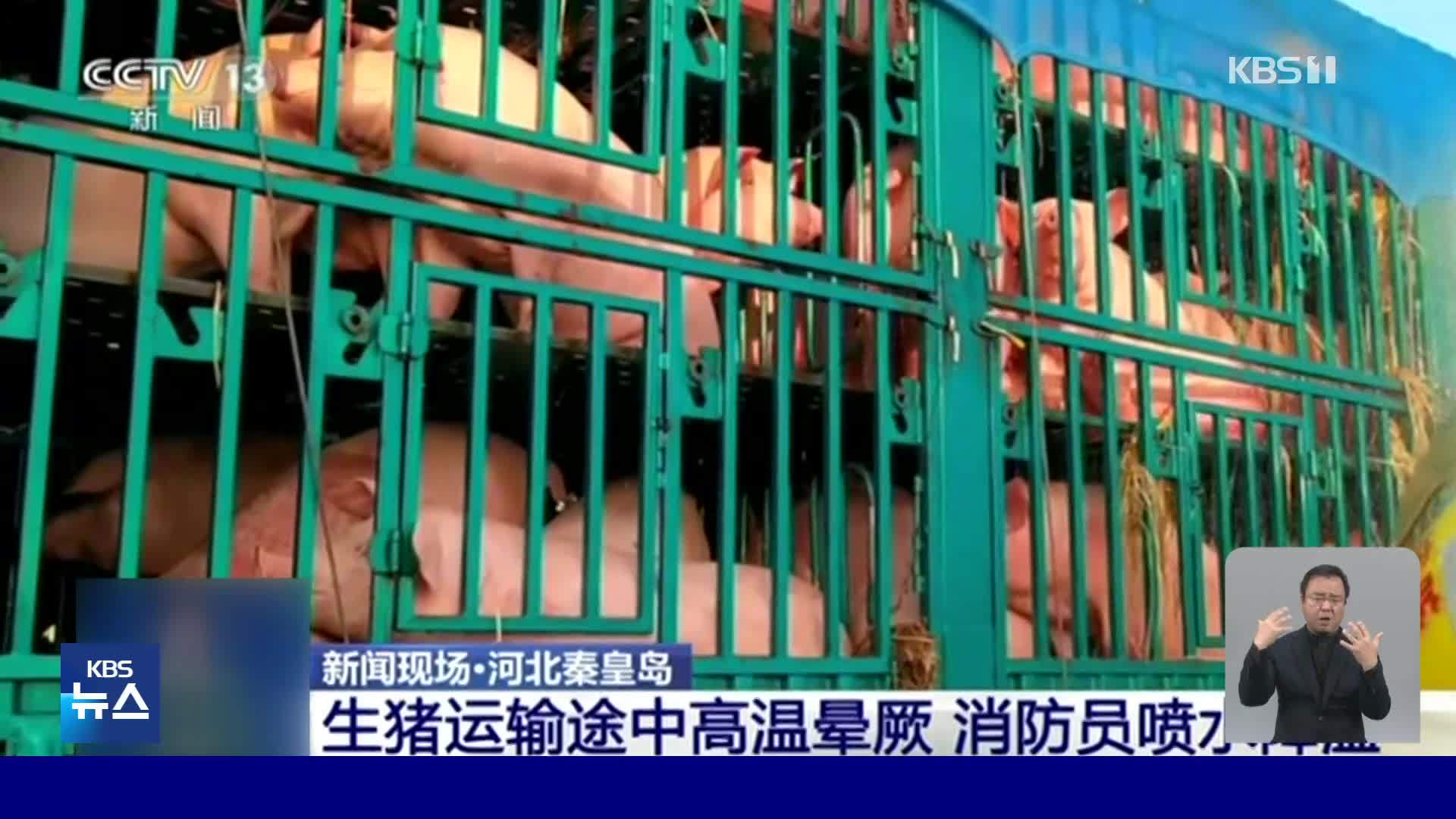 중국, 차량 이동 중 돼지들 더위 먹고 쓰러져