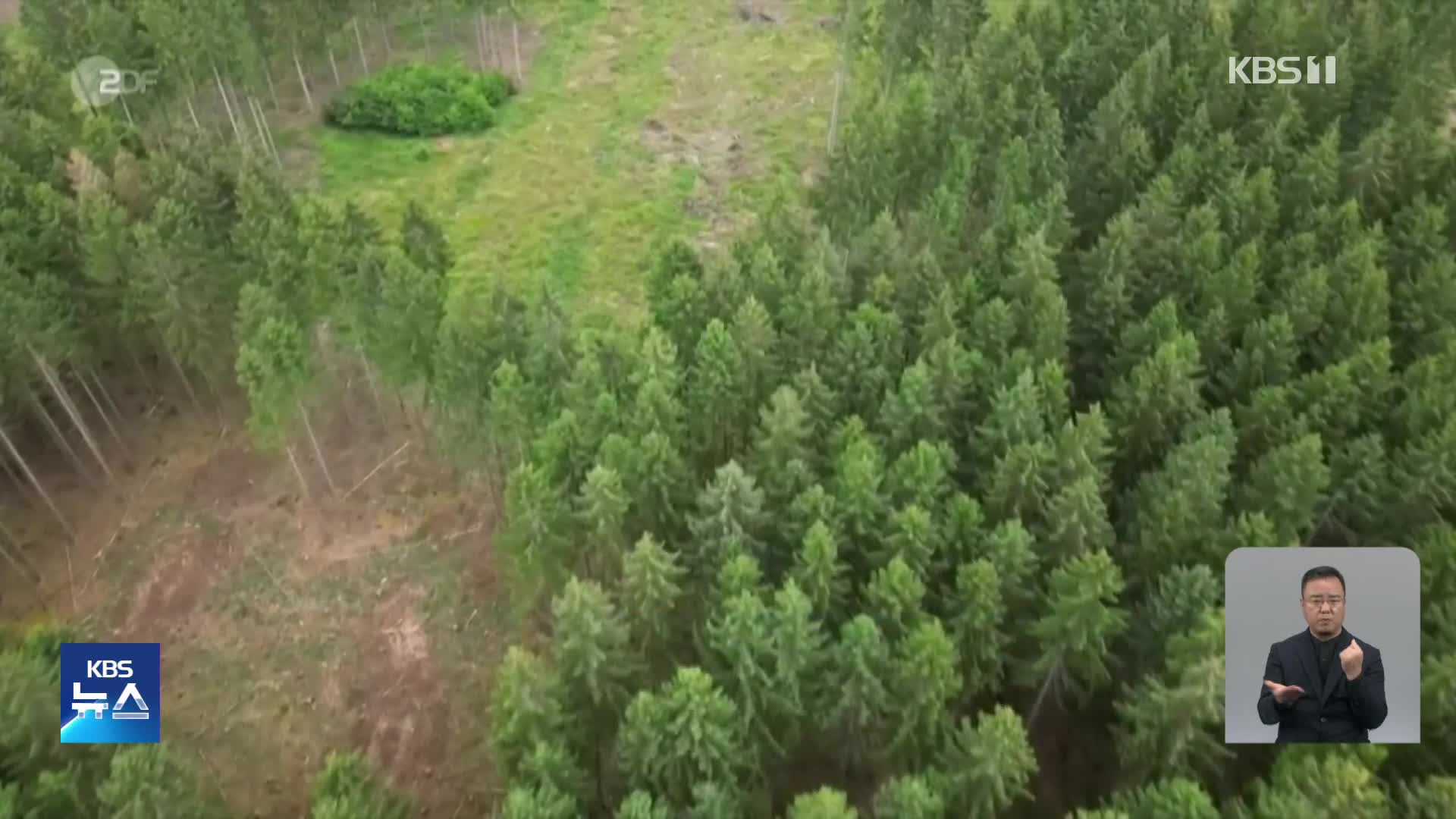 독일, 단순림 탓에 숲속 곤충 개체수 감소