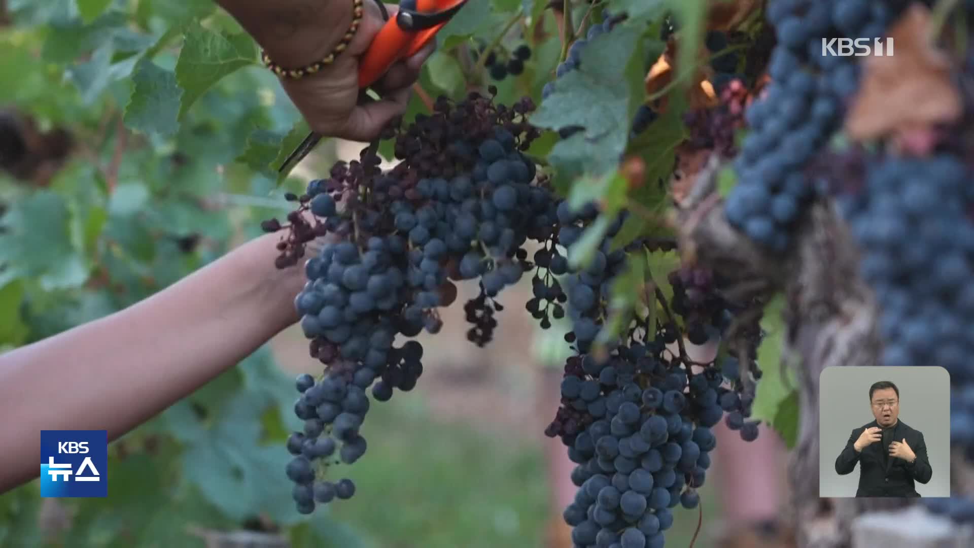 프랑스, 이상기후로 포도원 ‘새벽 수확’ 인기