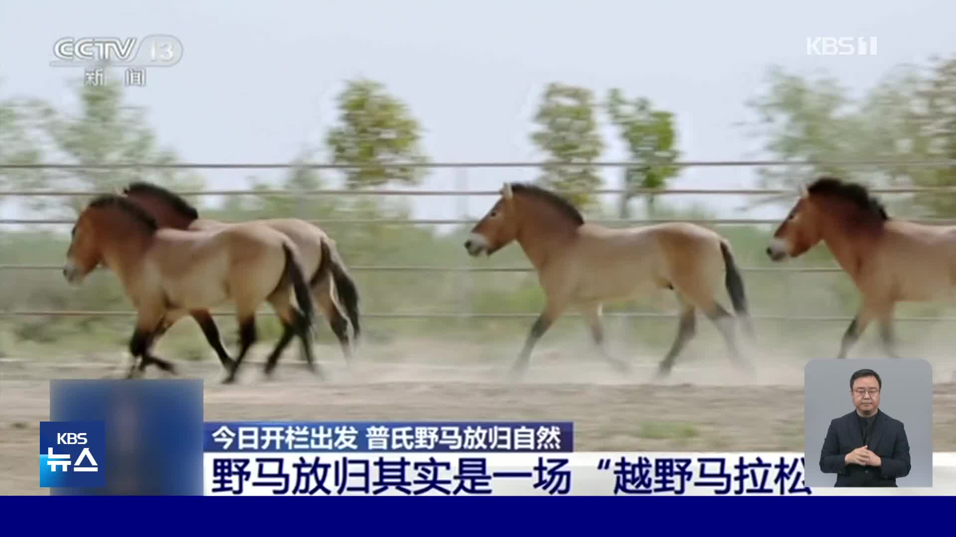 중국, 멸종위기 야생마 첫 자연 방사