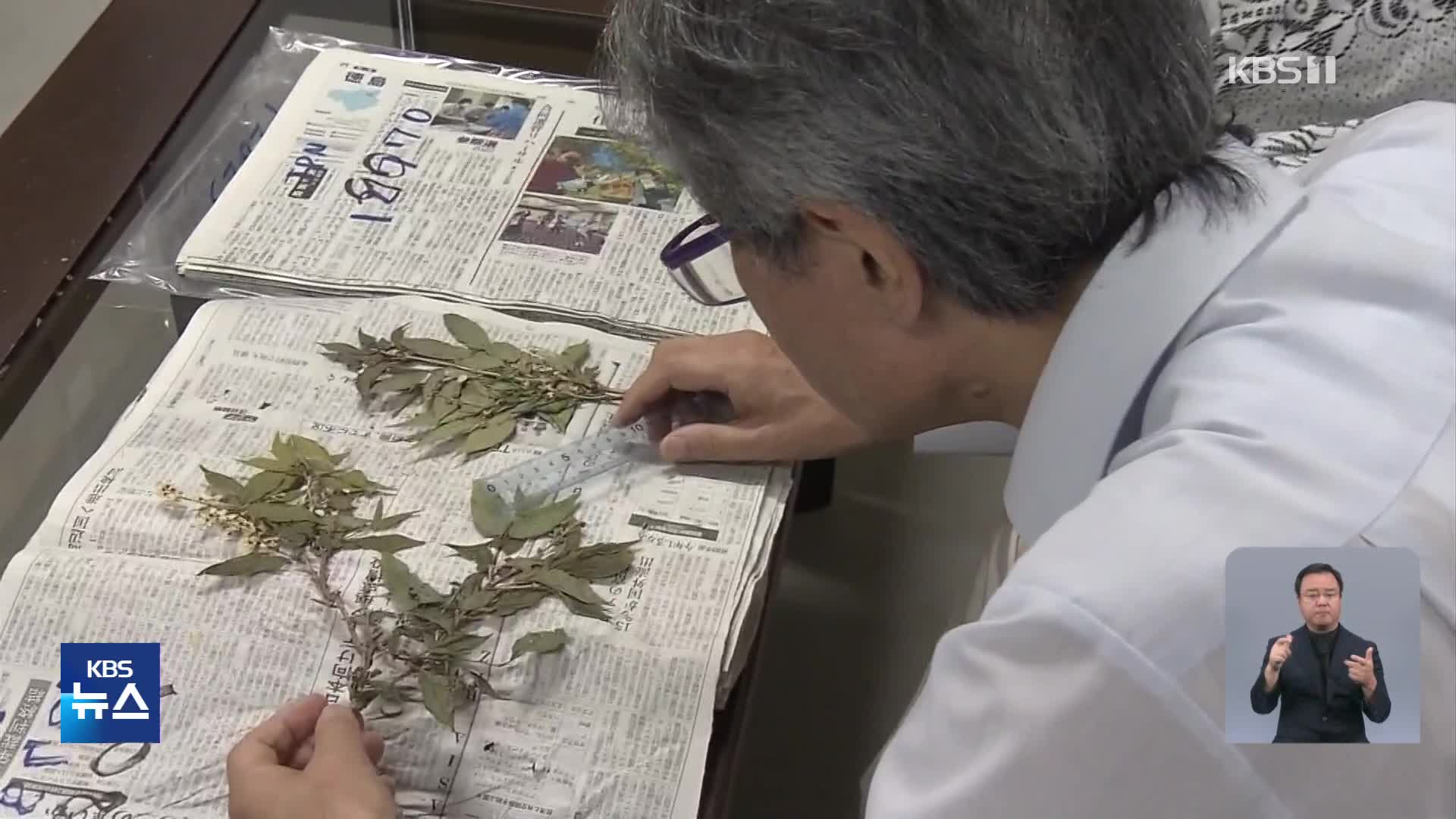 일본, 표본 조사하다 신종 식물 대량 발견
