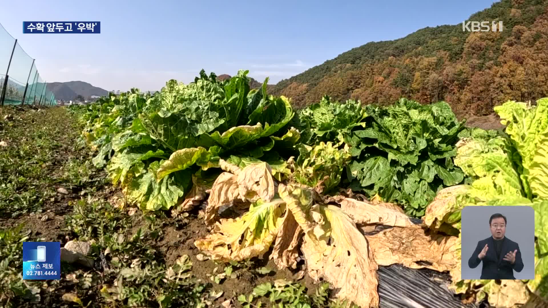 “김장철 코앞인데…” 수확 앞두고 날벼락 맞은 농가 울상