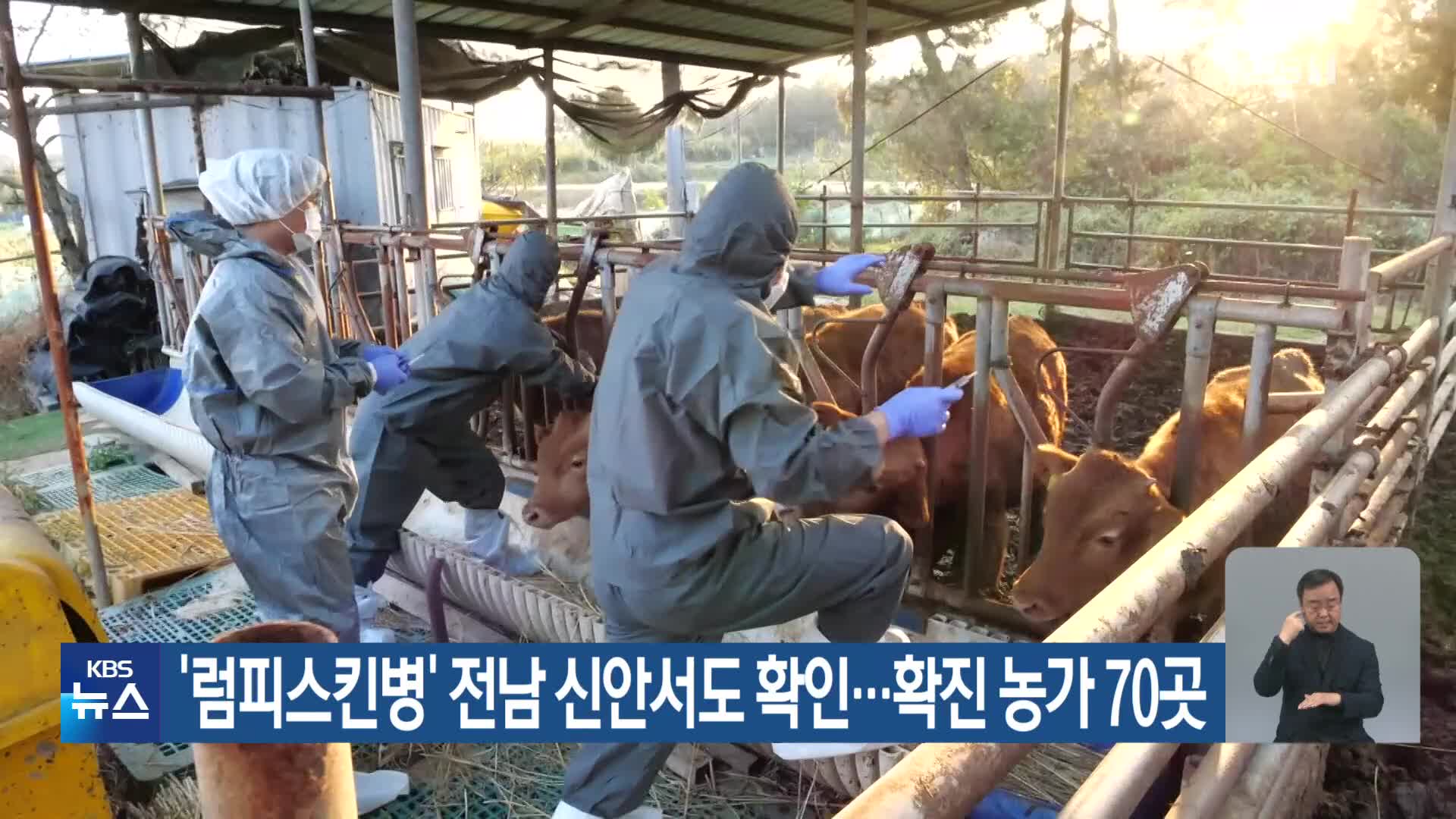 ‘럼피스킨병’ 전남 신안서도 확인…확진농가 70곳