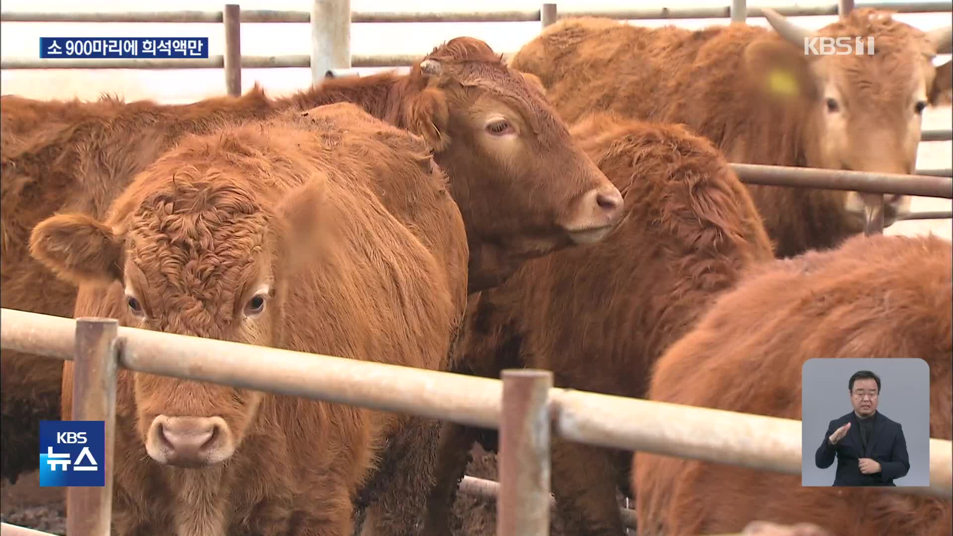 ‘럼피스킨’ 백신 접종률 84%라더니…9백 마리에 ‘물백신’