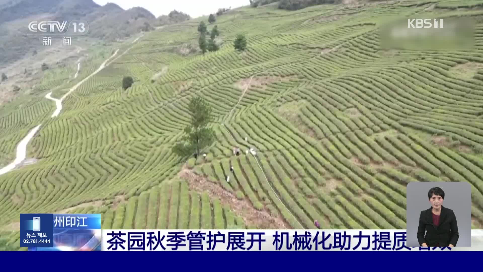 중국, 가을 차 재배에 정성 쏟는 농민들