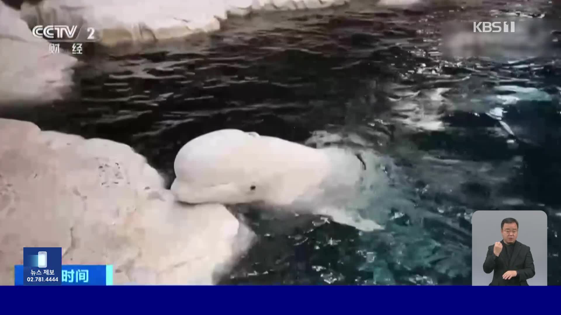 중국, 이사 가는 흰고래들…‘고난도 작전’ 완료