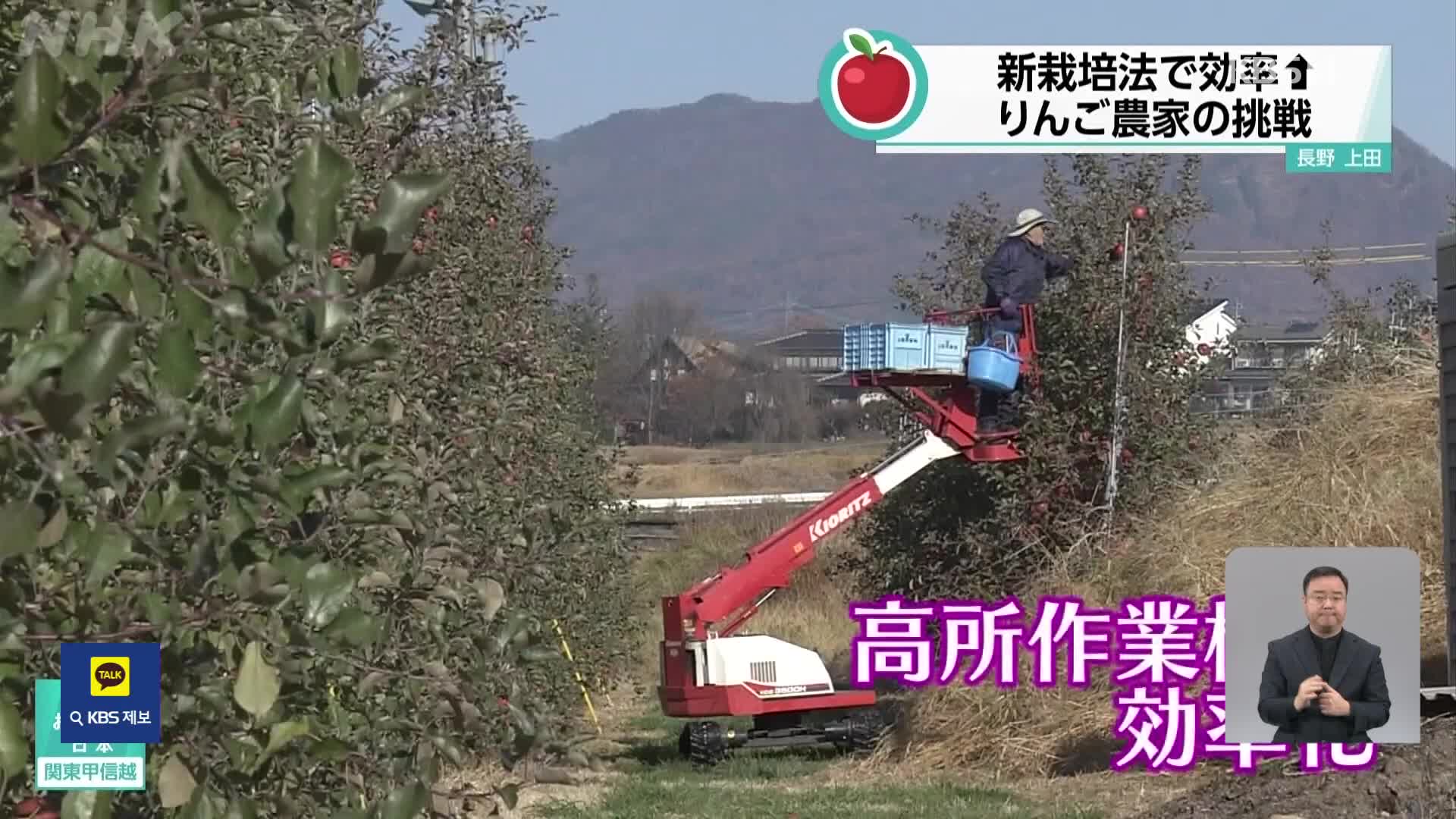 일본, ‘고밀 재배’로 수확량도 늘고 농사도 쉬워져