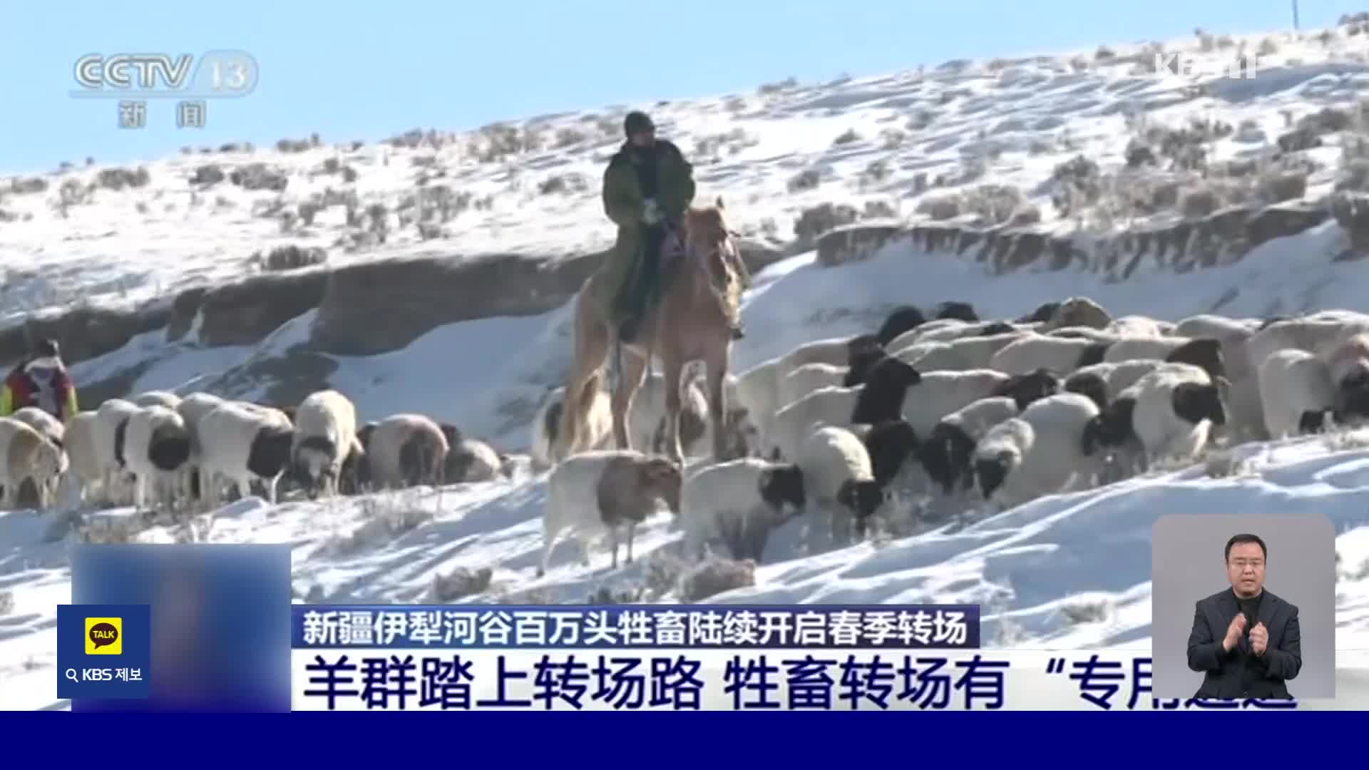 중국, 신장 지역 가축 대이동 시작